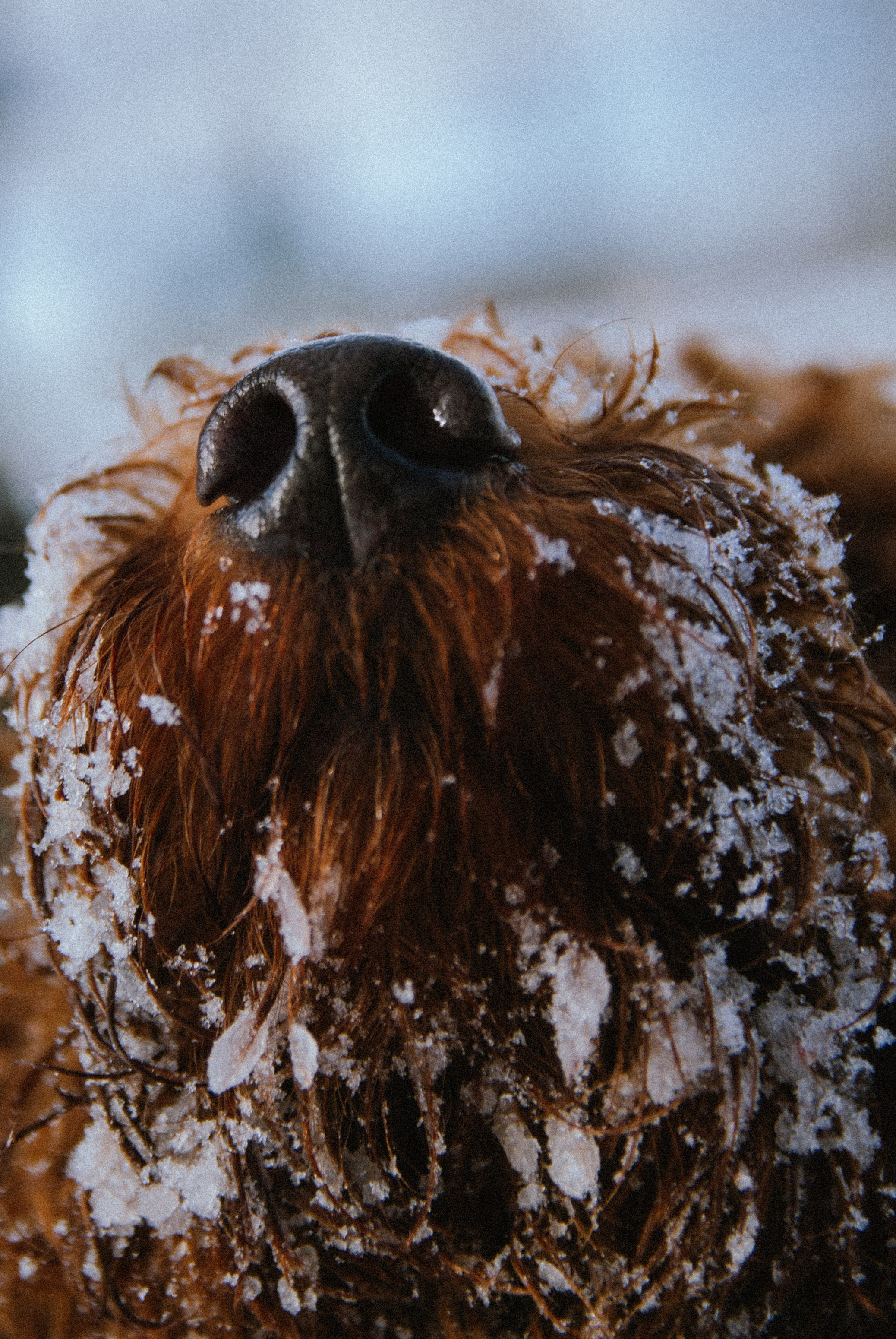 Зоопарк в моём багаже. Кошенкова Мария: портретный и репортажный фотограф. Санкт-Петербург