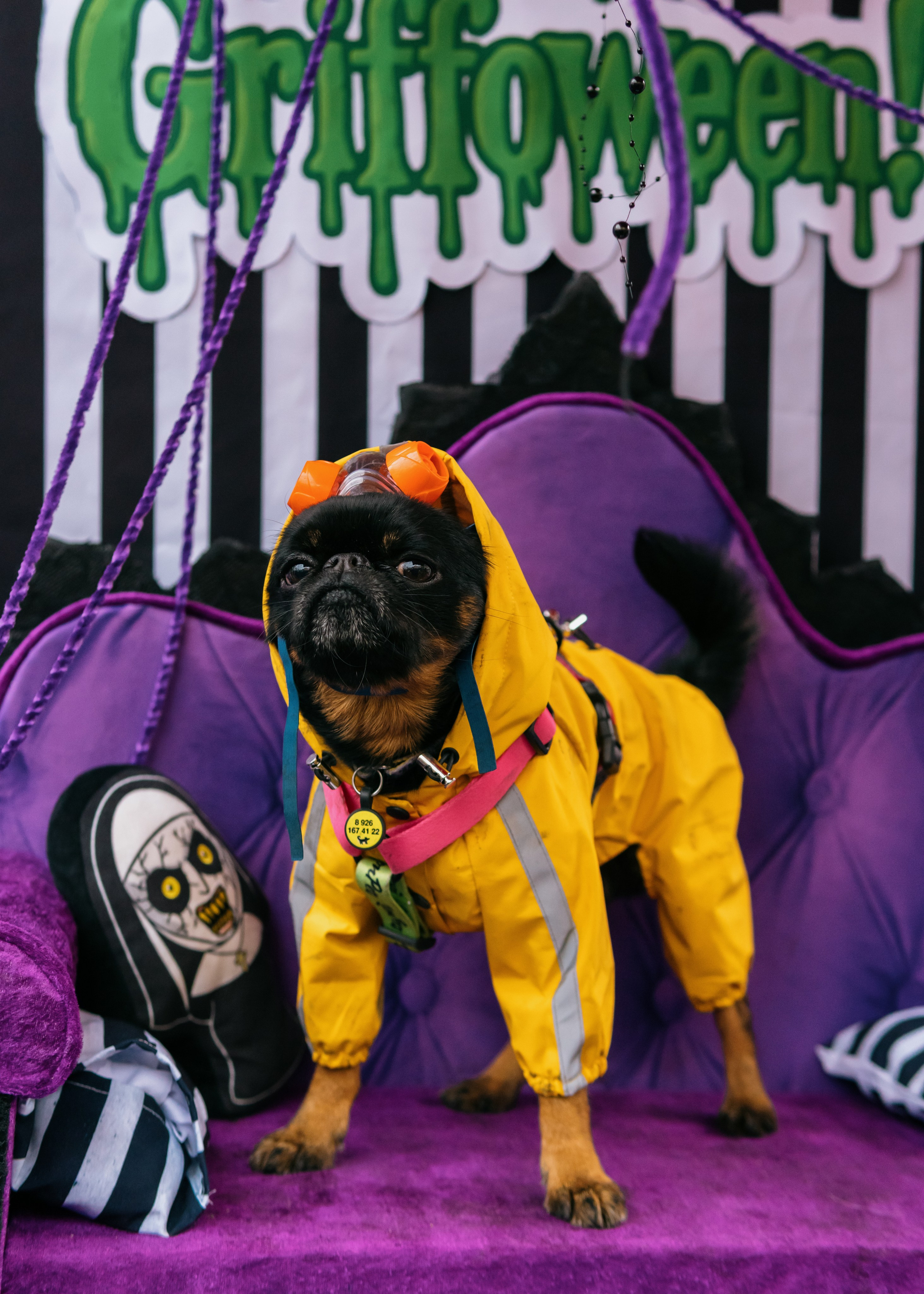 Тематическая встреча породников «Griffween». Фотограф-анималист Ксения Воробьева, Москва