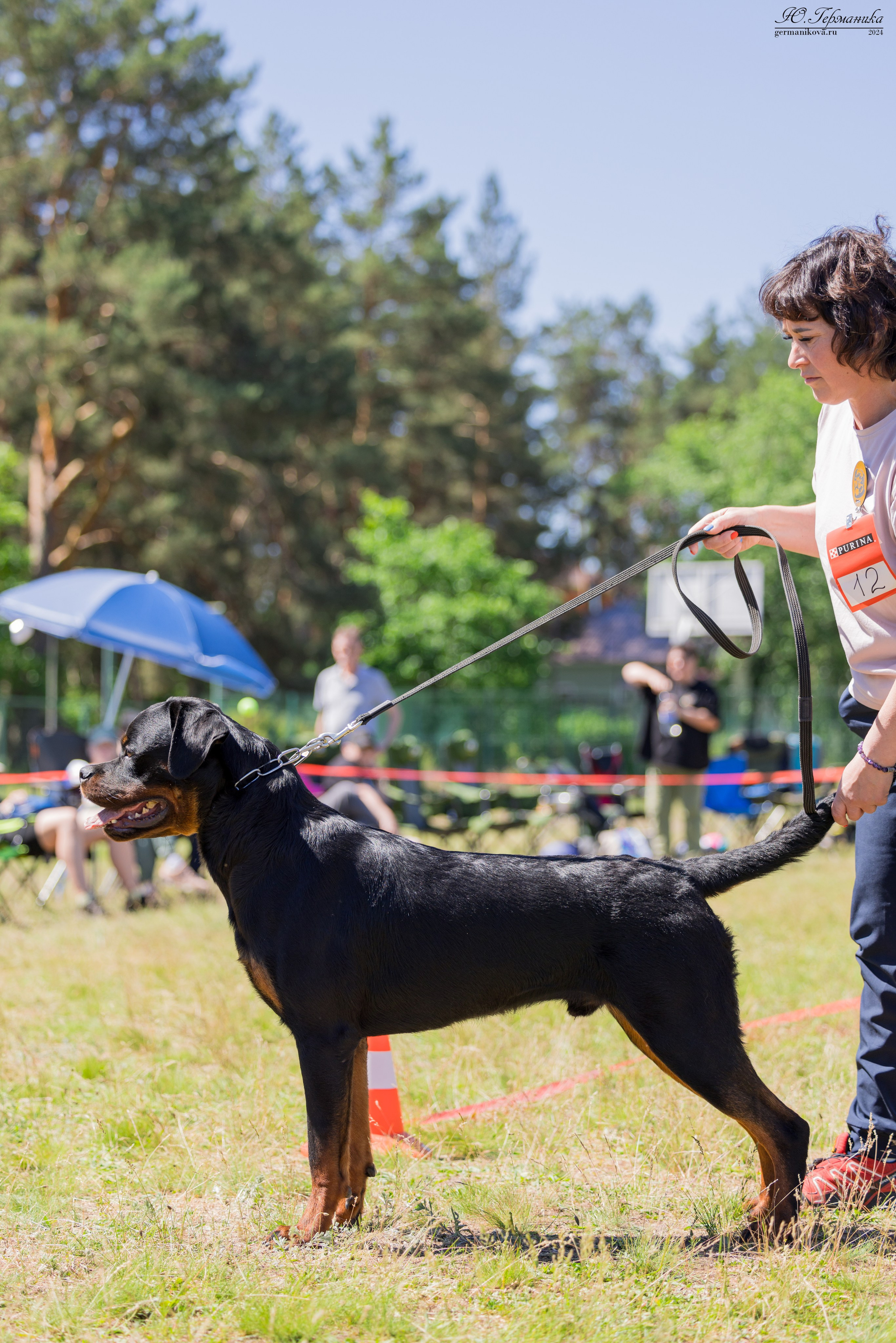 Воронеж моно ротвейлеров 25-26.05.2024. Фотограф-анималист Юлия Германика