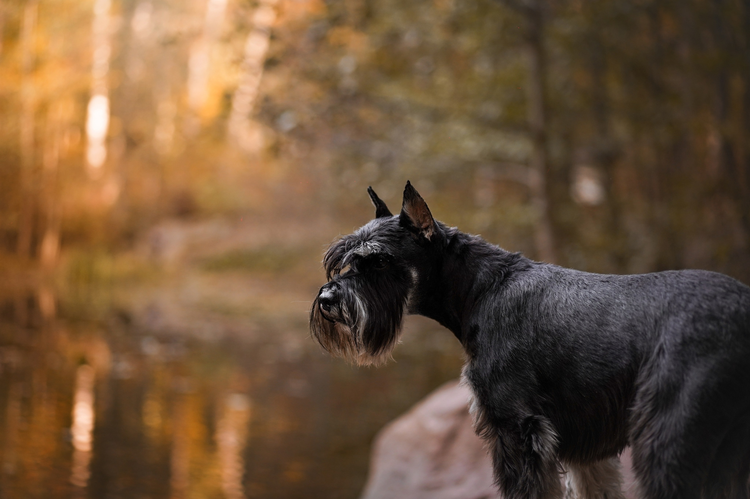 Оля Миша и шнауцеры. Фотограф-анималист в Санкт-Петербурге Яна Мартынова