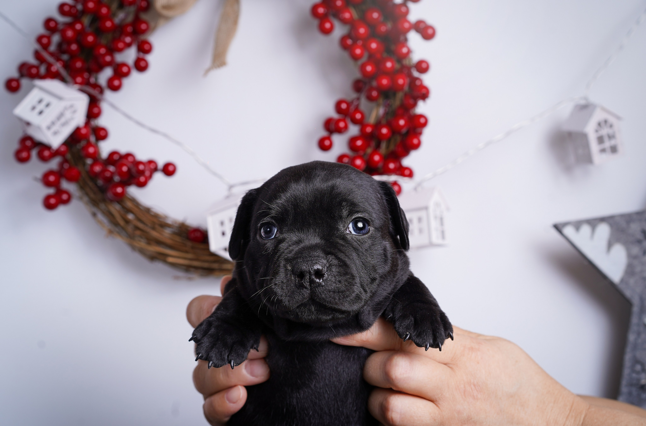 Щенки стаффи. Фотограф-анималист в Санкт-Петербурге Яна Мартынова