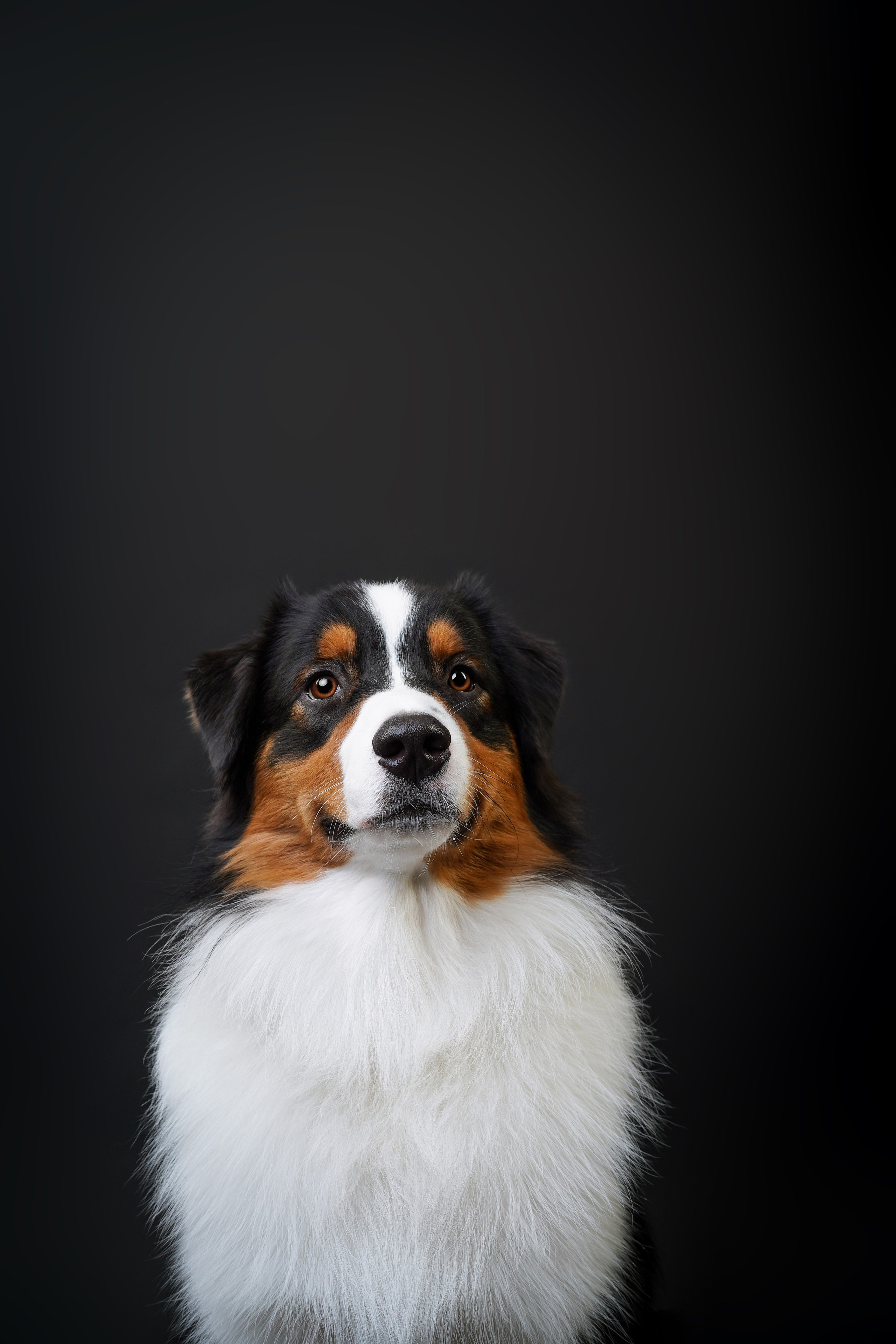 Аусси Бэст. Фотограф-анималист в Санкт-Петербурге Яна Мартынова