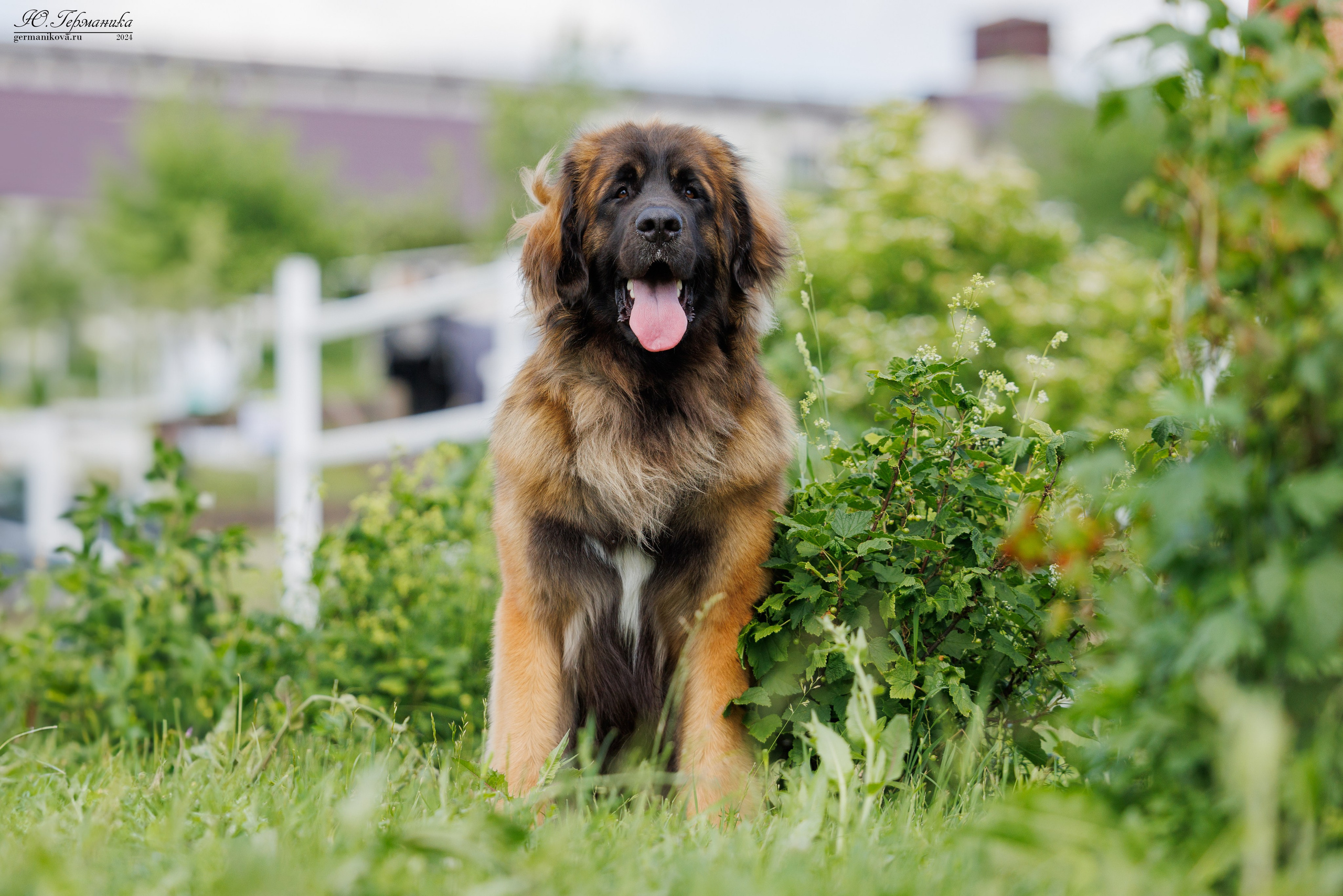 РОССИЯ 8-9.06.2024. Фотограф-анималист Юлия Германика