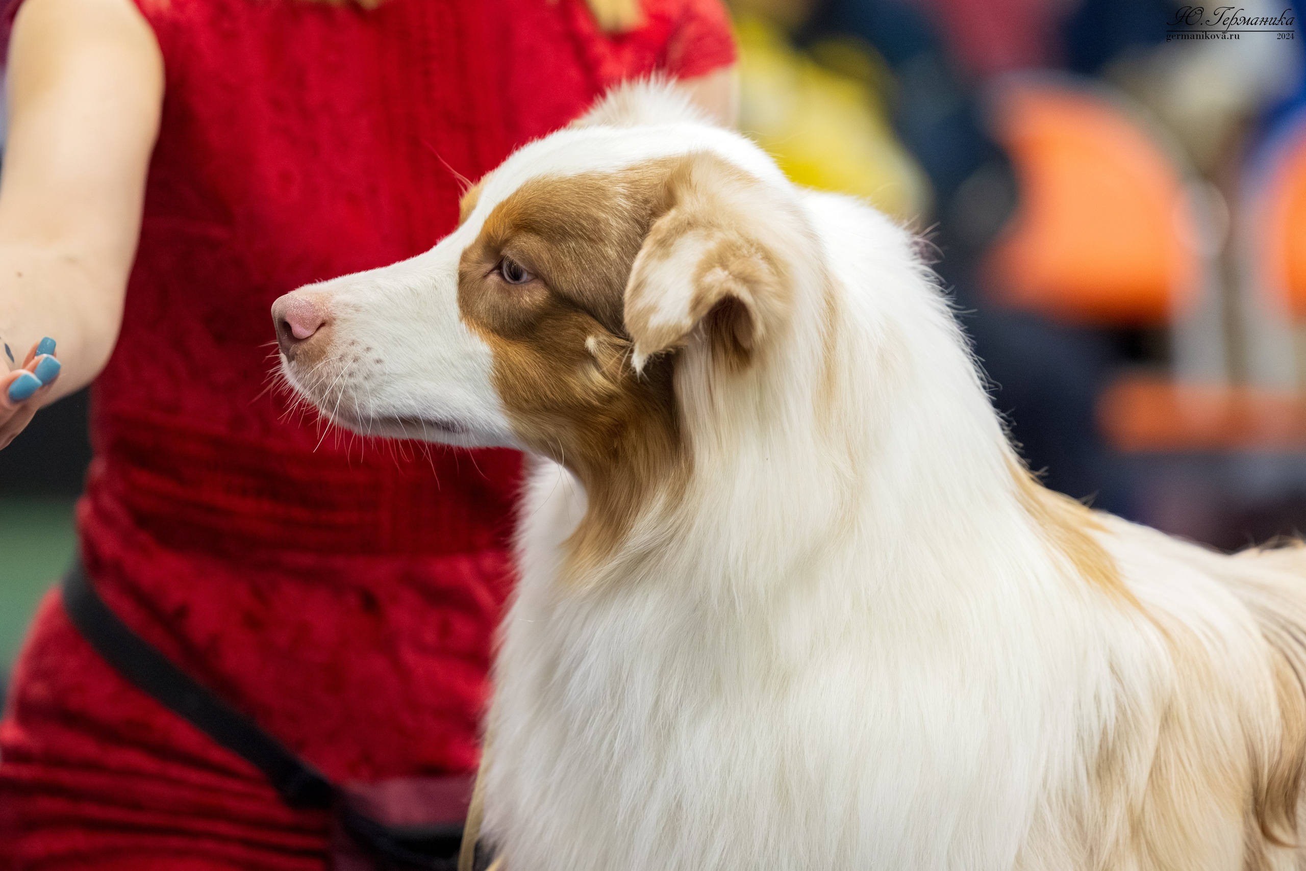 Сфера 08 и 10.03.2024 2хмоно ротвейлеров+2хмоно сао. Фотограф-анималист Юлия Германика