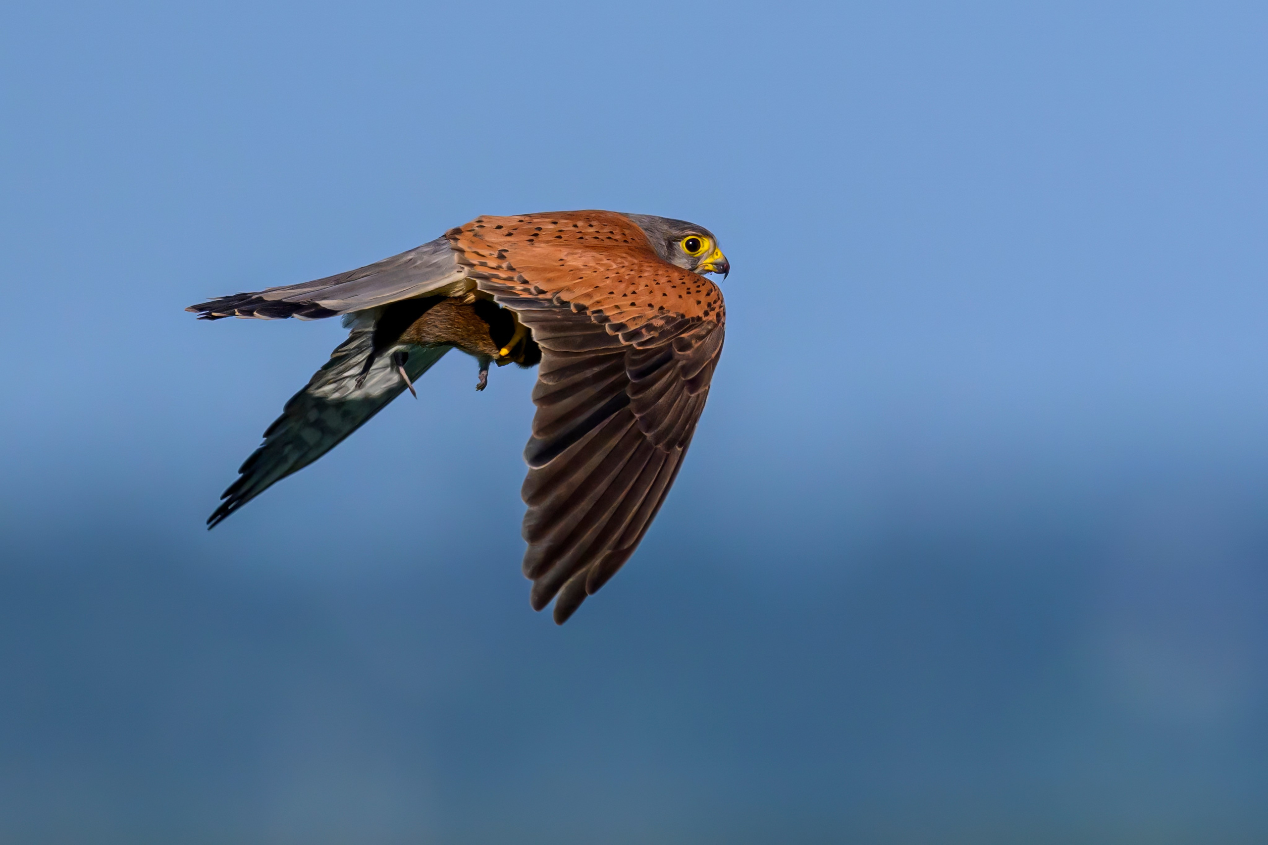 Пустельга и совы. Wildlife photography by Sergey Puponin