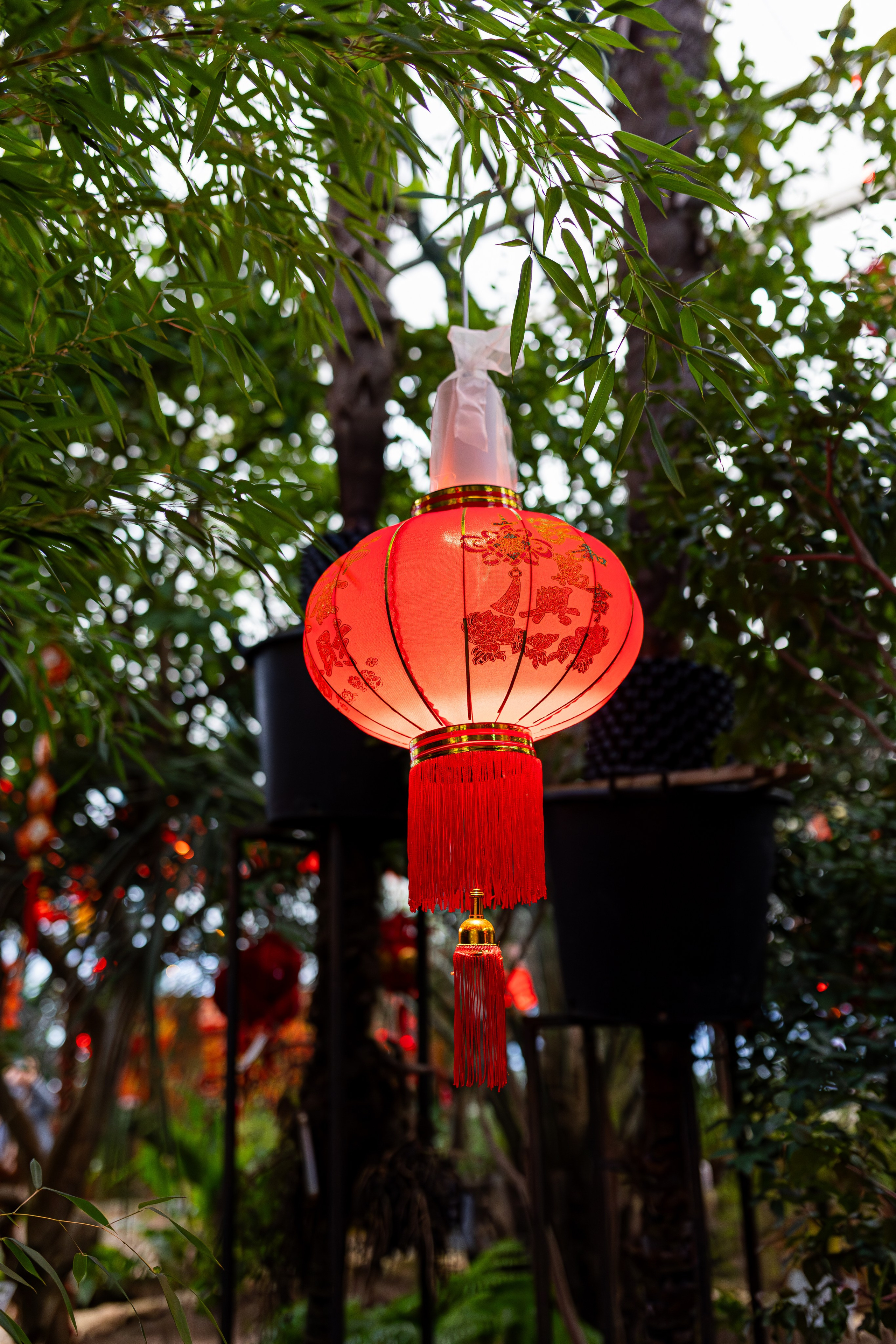 Аптекарский огород МГУ. Китай. Александра Куликова фотограф, Москва