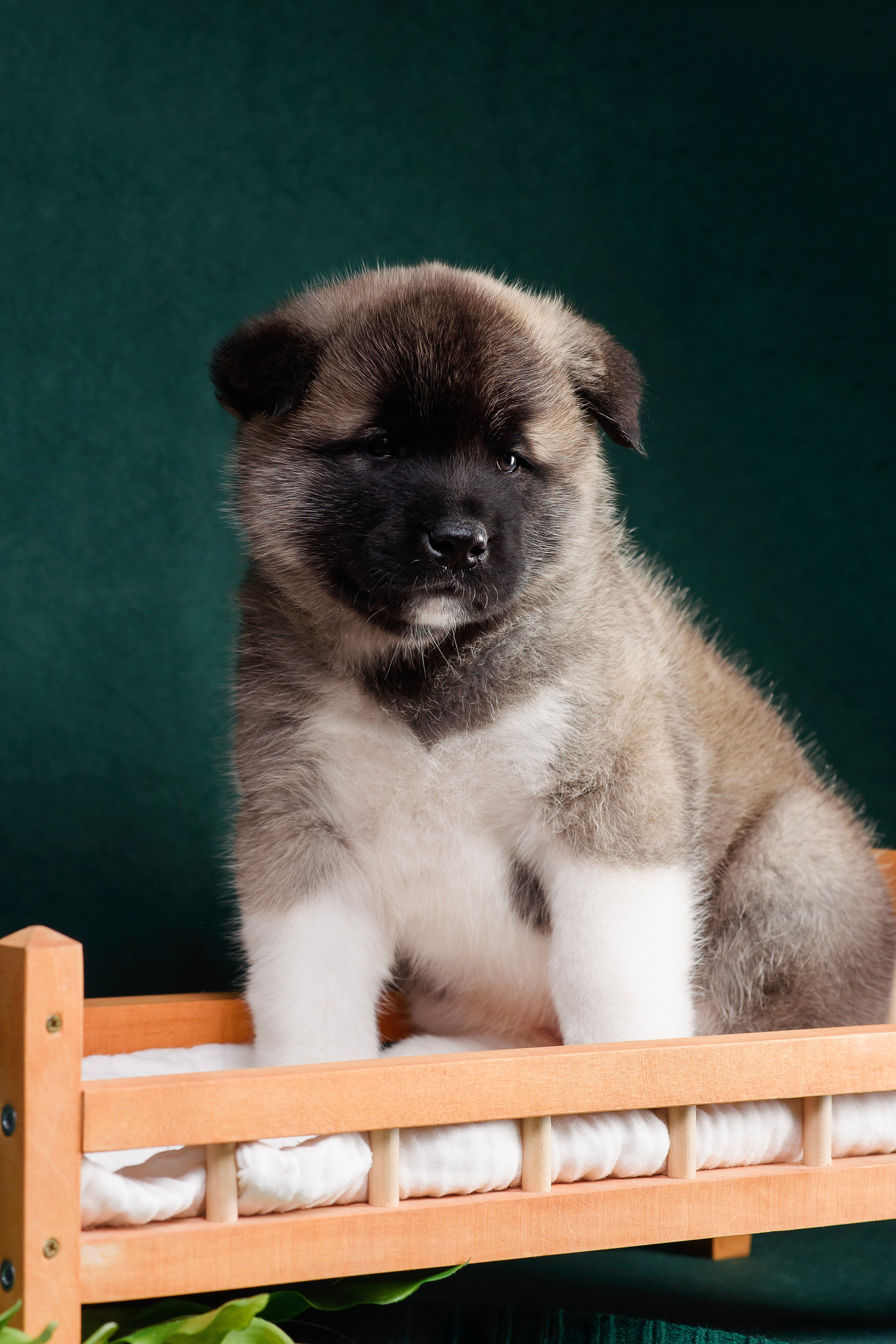 Щенки Американской Акиты. Фотограф — Анималист | Анна Абрамова