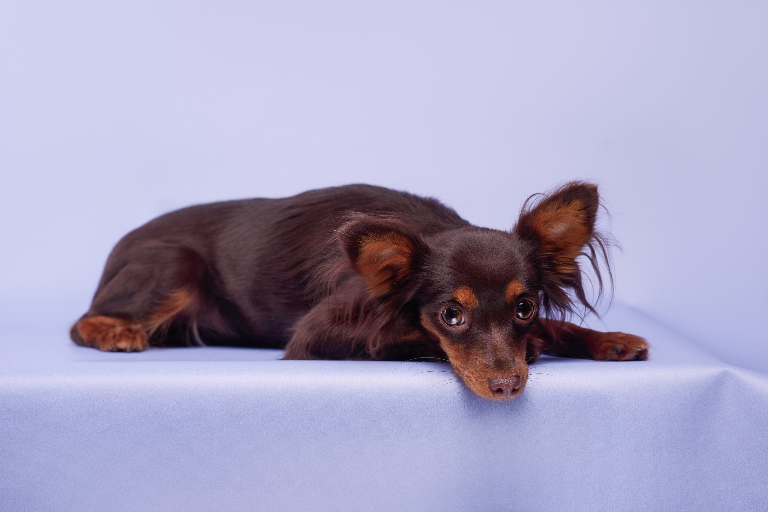 Пражские крысарики — 02.04.2025. Фотограф — Анималист | Анна Абрамова