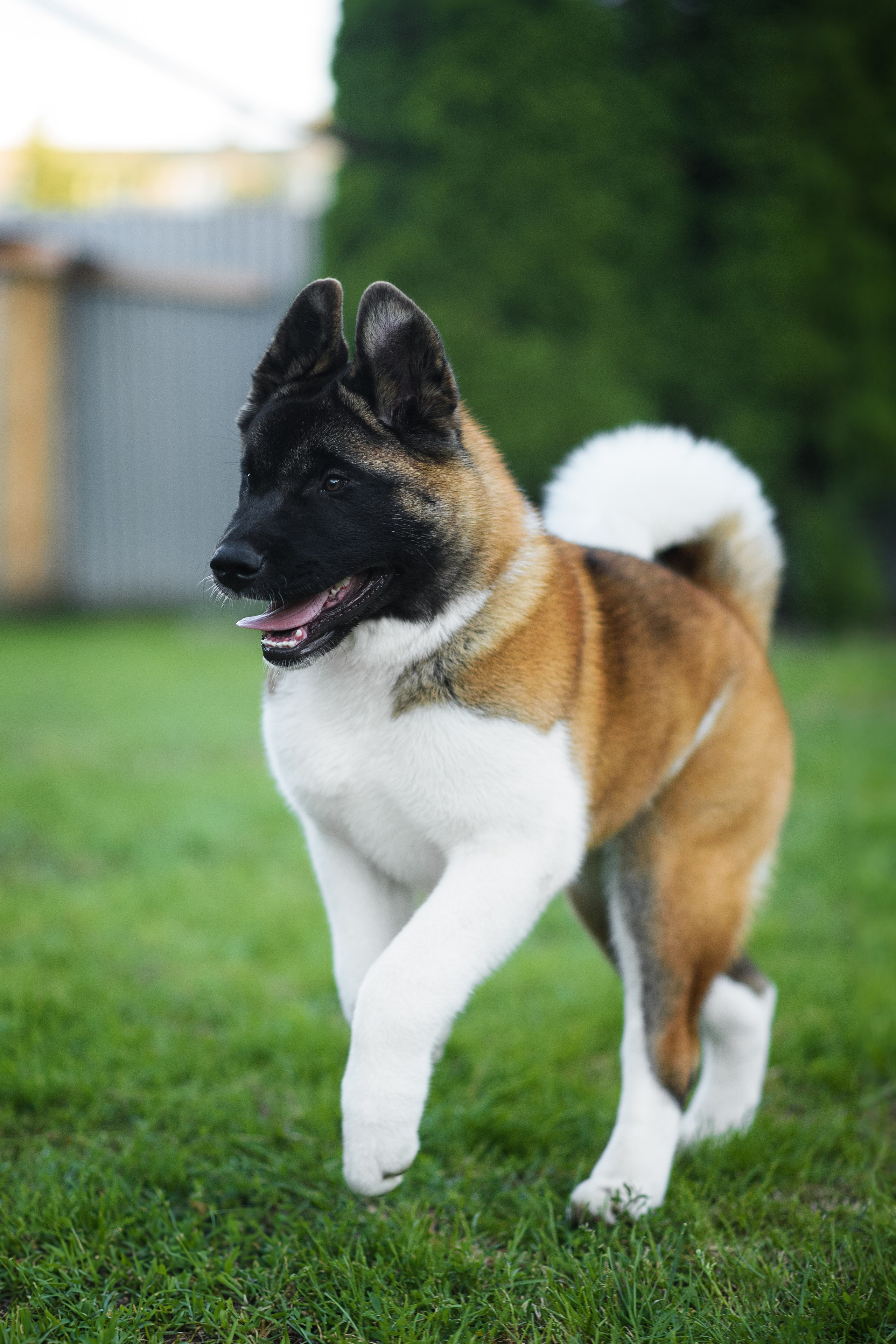 Луна — 21.06.2024. Фотограф — Анималист | Анна Абрамова