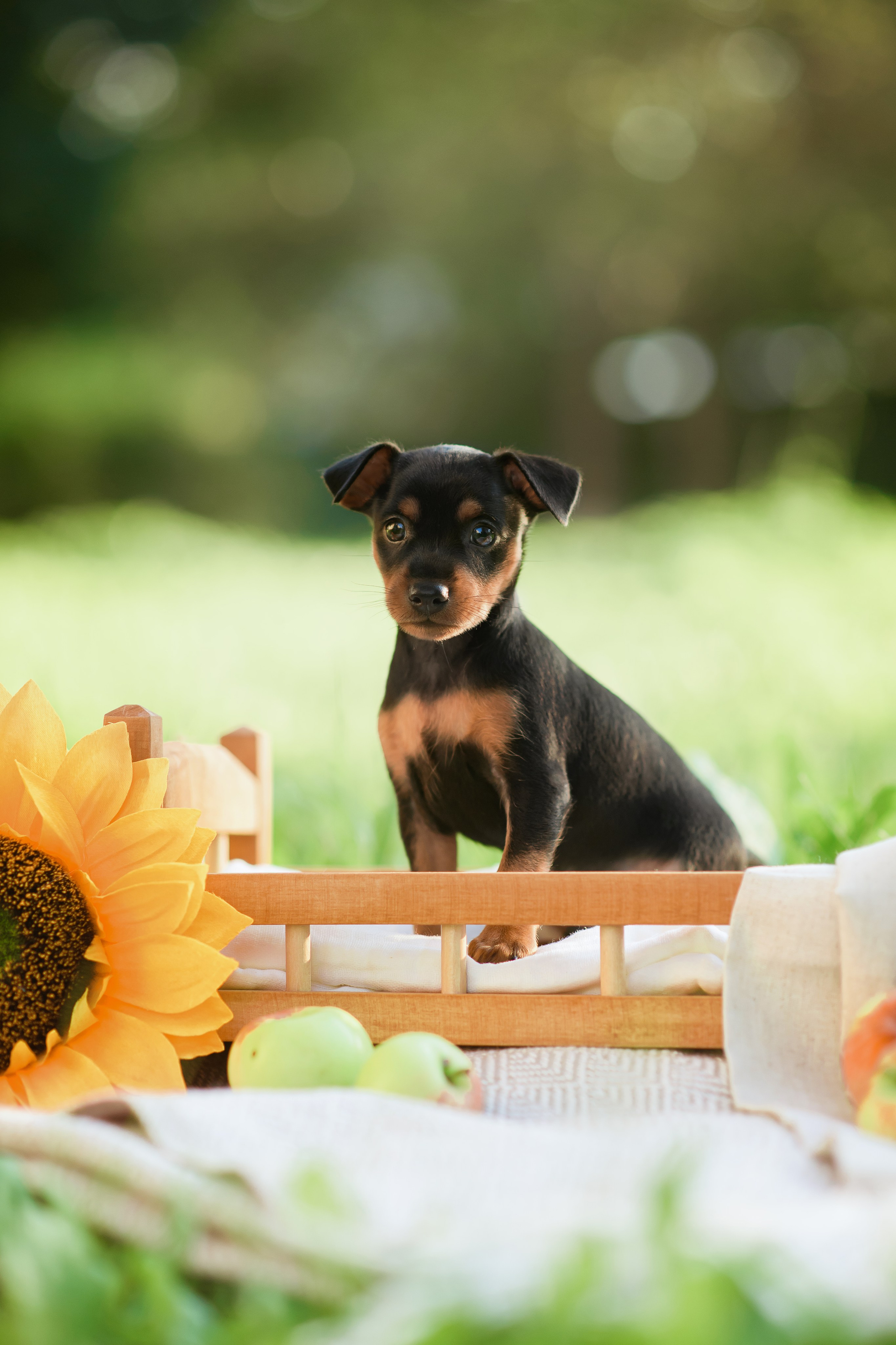 Щенки Пражских крысариков — 03.08.2024. Фотограф — Анималист | Анна Абрамова