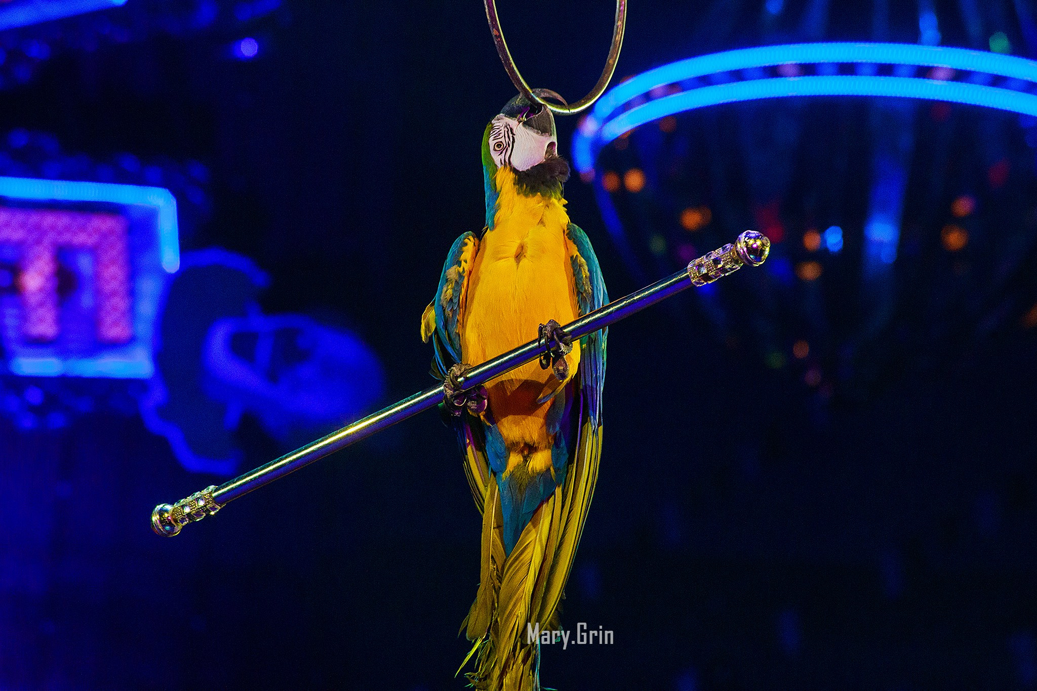 Цирк Гии Эрадзе. Детский и семейный фотограф, фотограф мероприятий Нижний Новгород