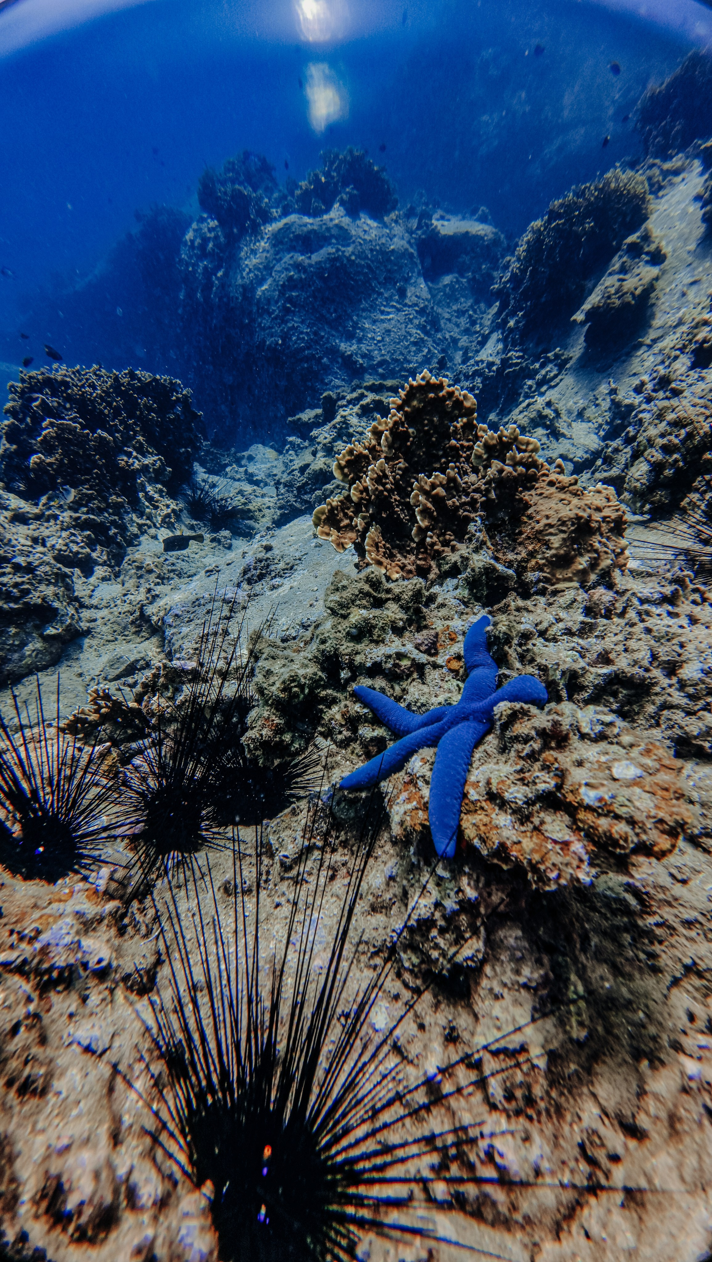 Галерея. Дайвинг во Вьетнаме