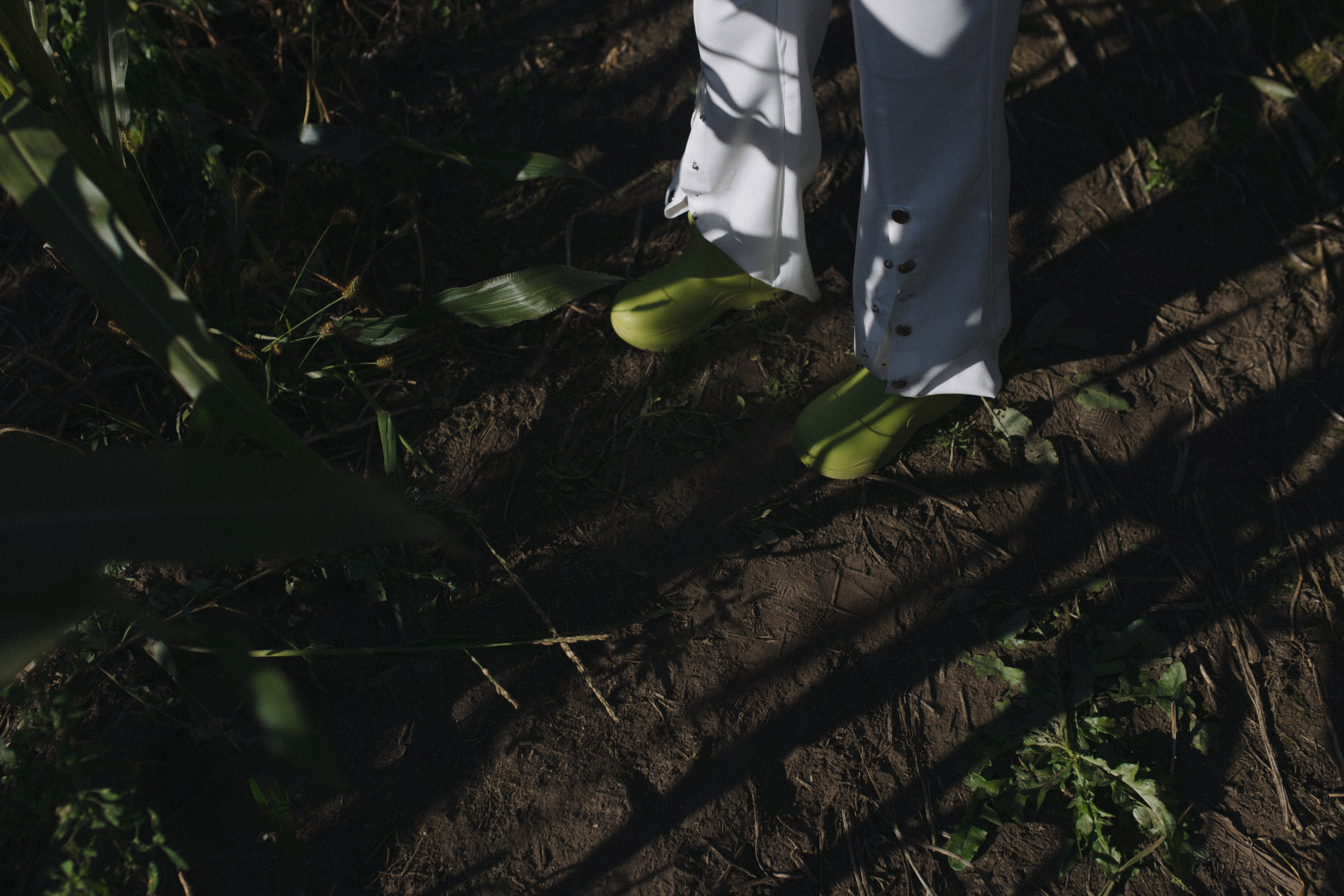 Любовь нашла в кукурузе