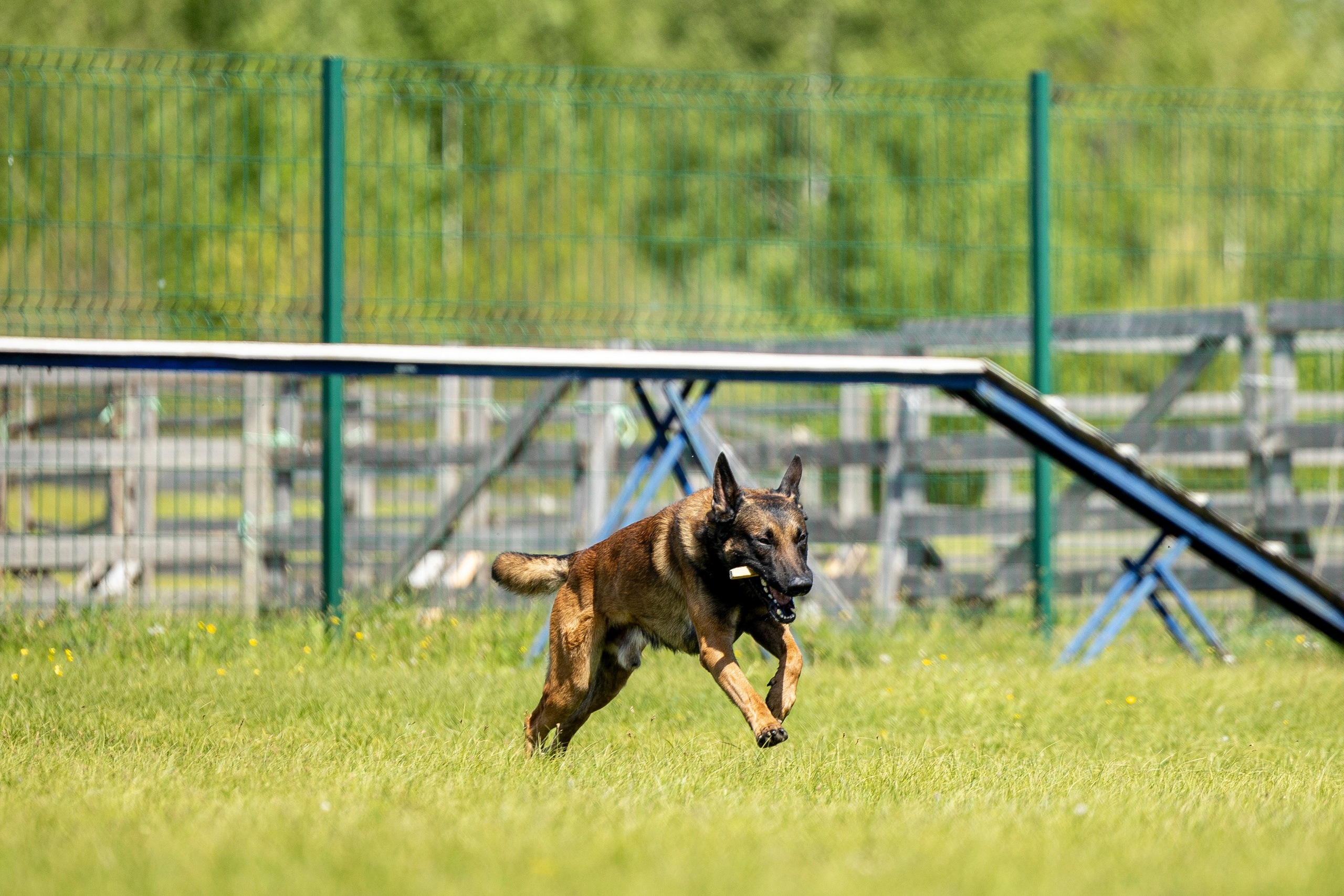Испытания по мондьорингу в Нижнем Новгороде. Фотограф-анималист Анна Маринич