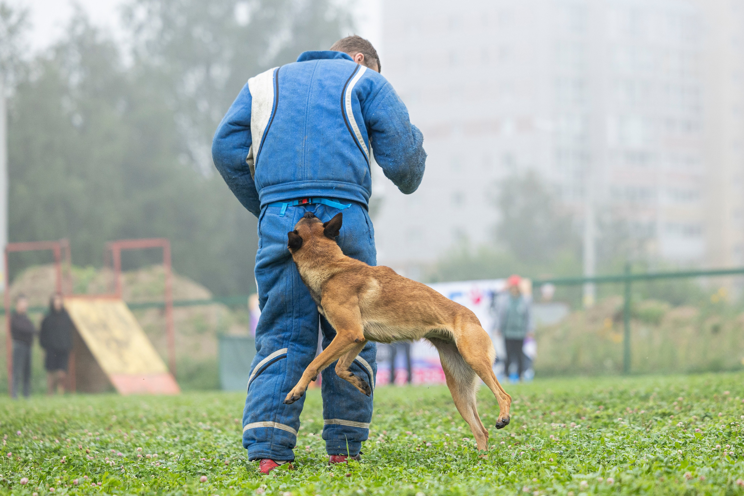 Соревнования по Мондьорингу г. Вологда 10-11.08.2024. Фотограф-анималист Анна Маринич