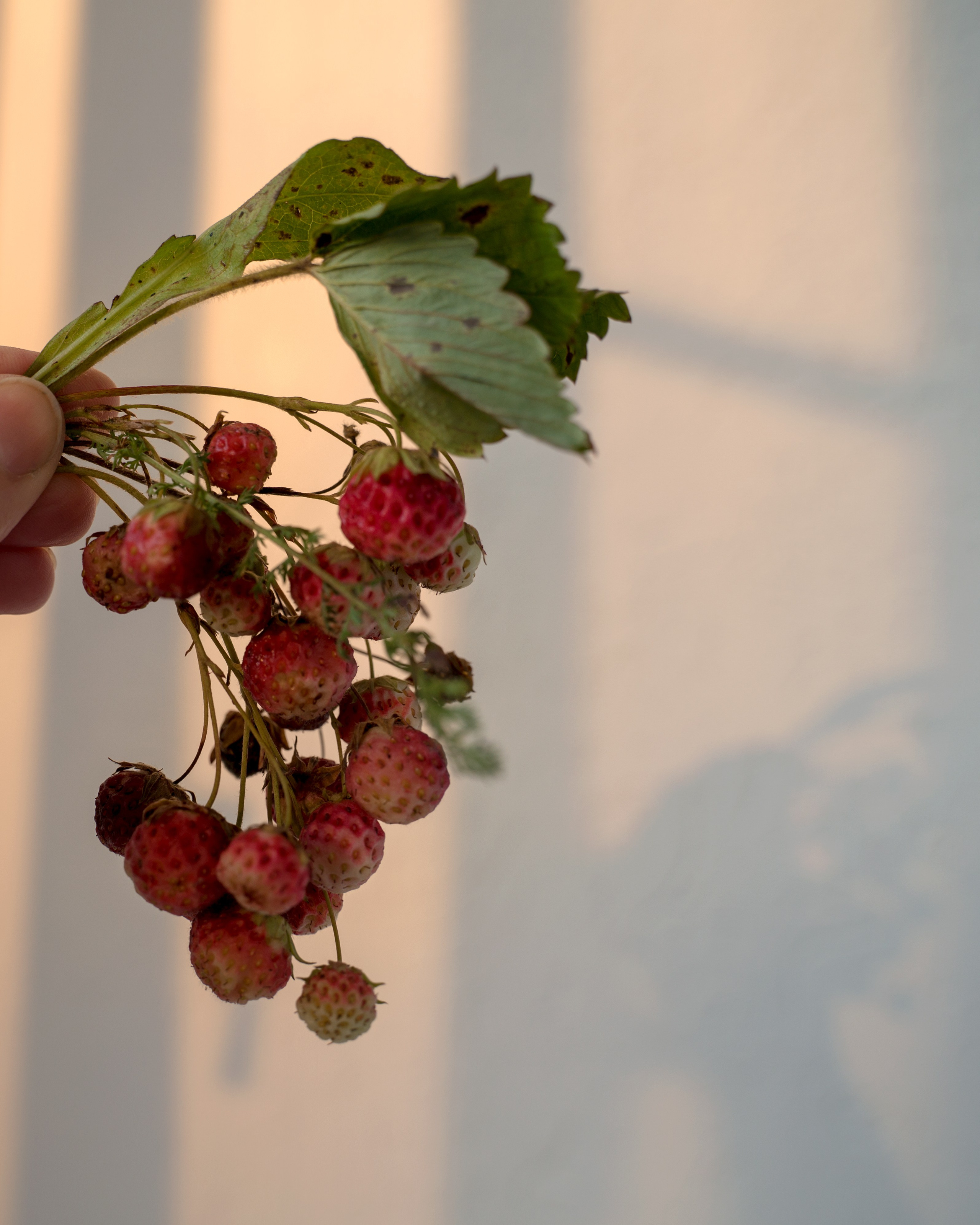 Ботаника. Контент-фотограф в Нижнем Новгороде Антошина Ольга