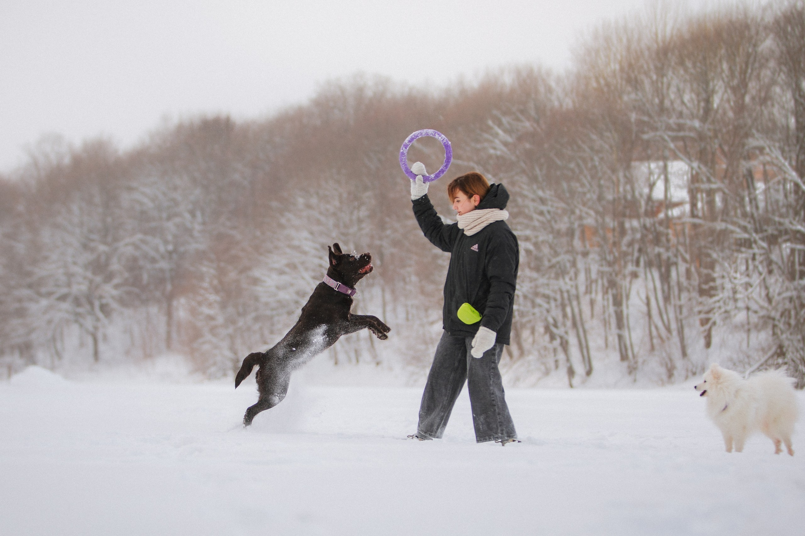Йоло и Акира. Фотограф анималист Кузнецова Анна Нижний Новгород