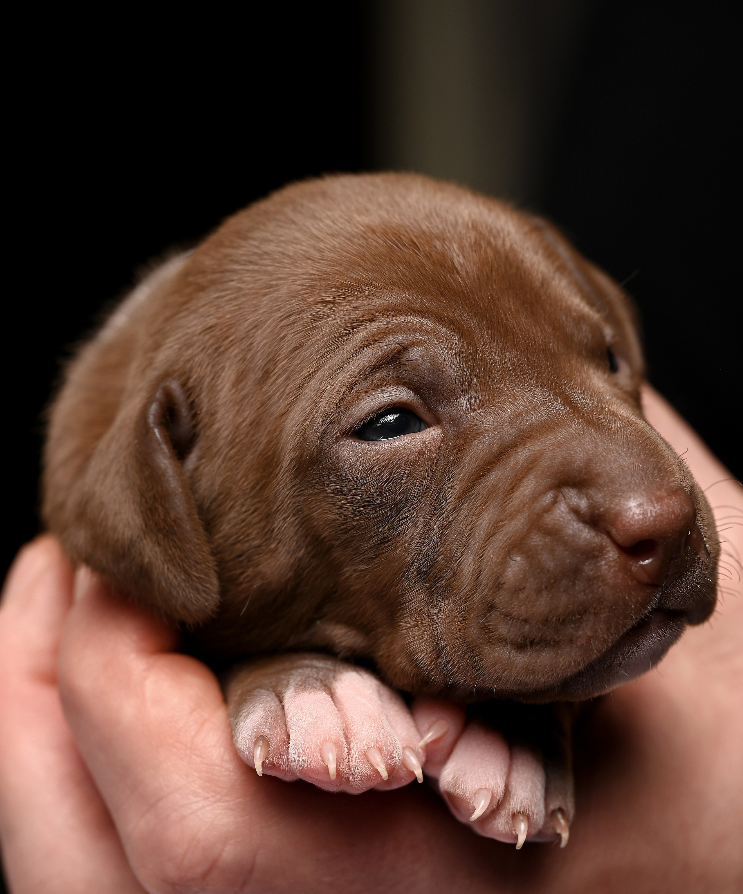 Фотосессия собак, щенков,. Предметная фото и видеосъемка в Саратове| Профессиональный фотограф