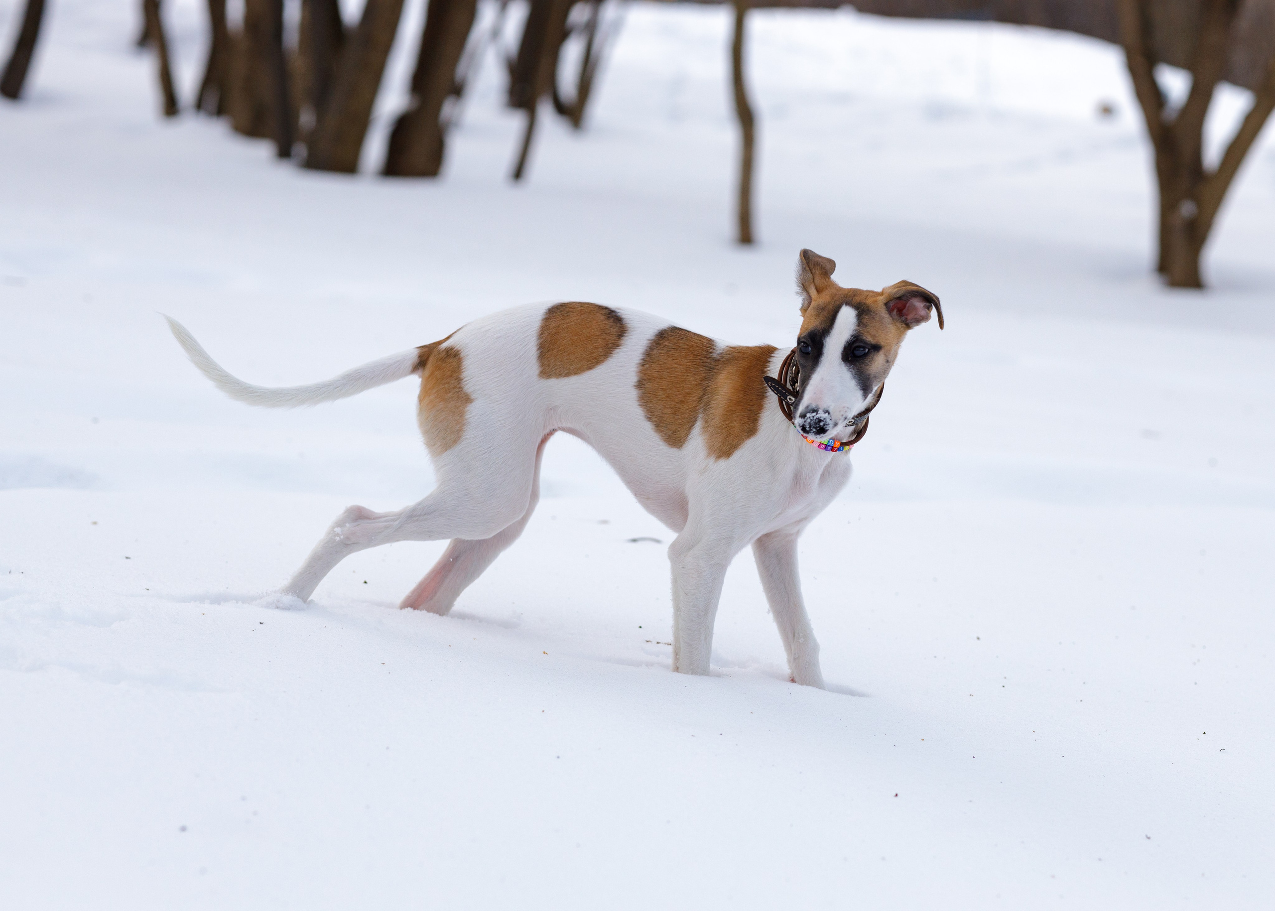 Ланди. Анна Самохина. Фотограф. Москва
