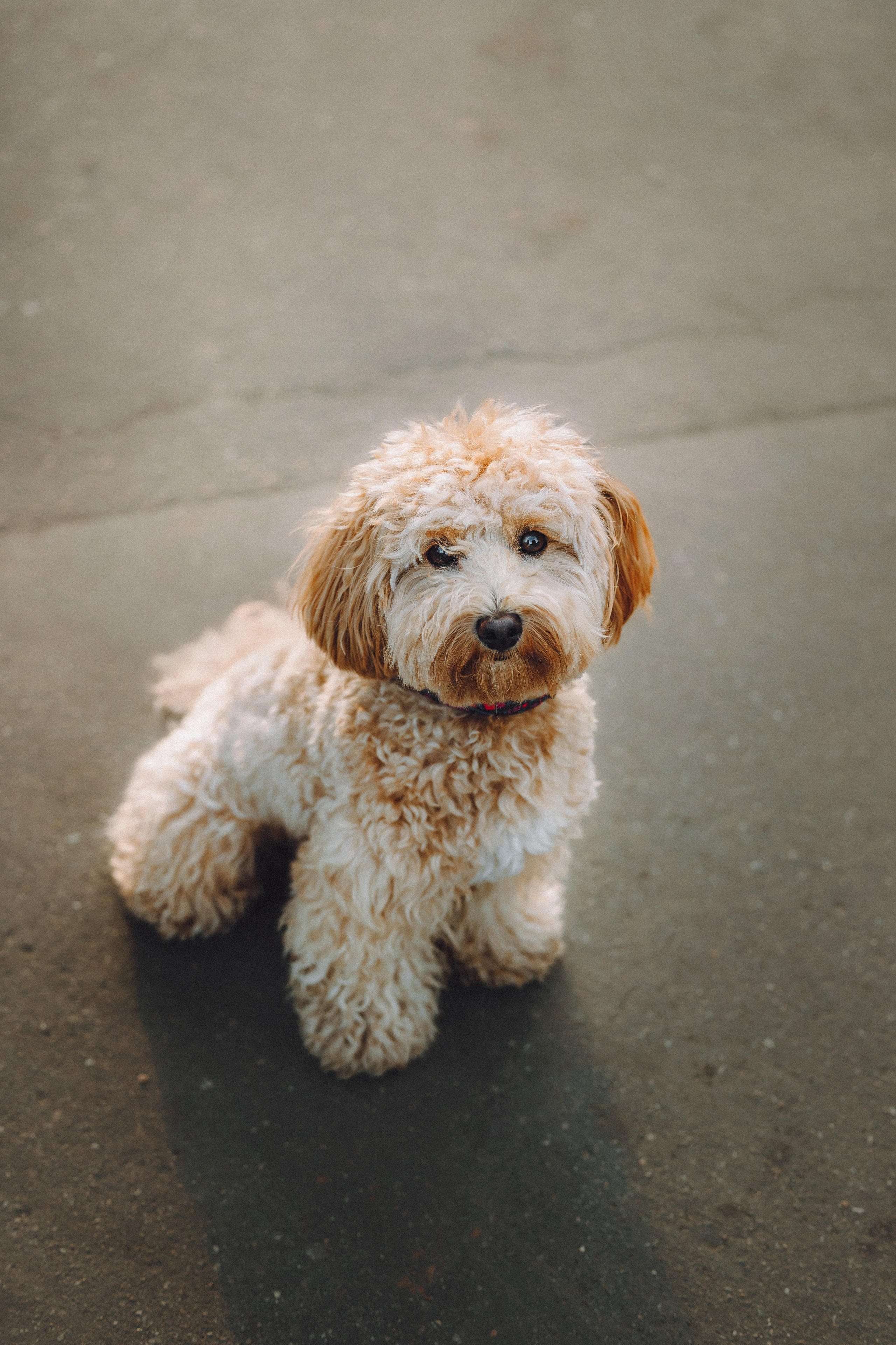 Фред и его семья