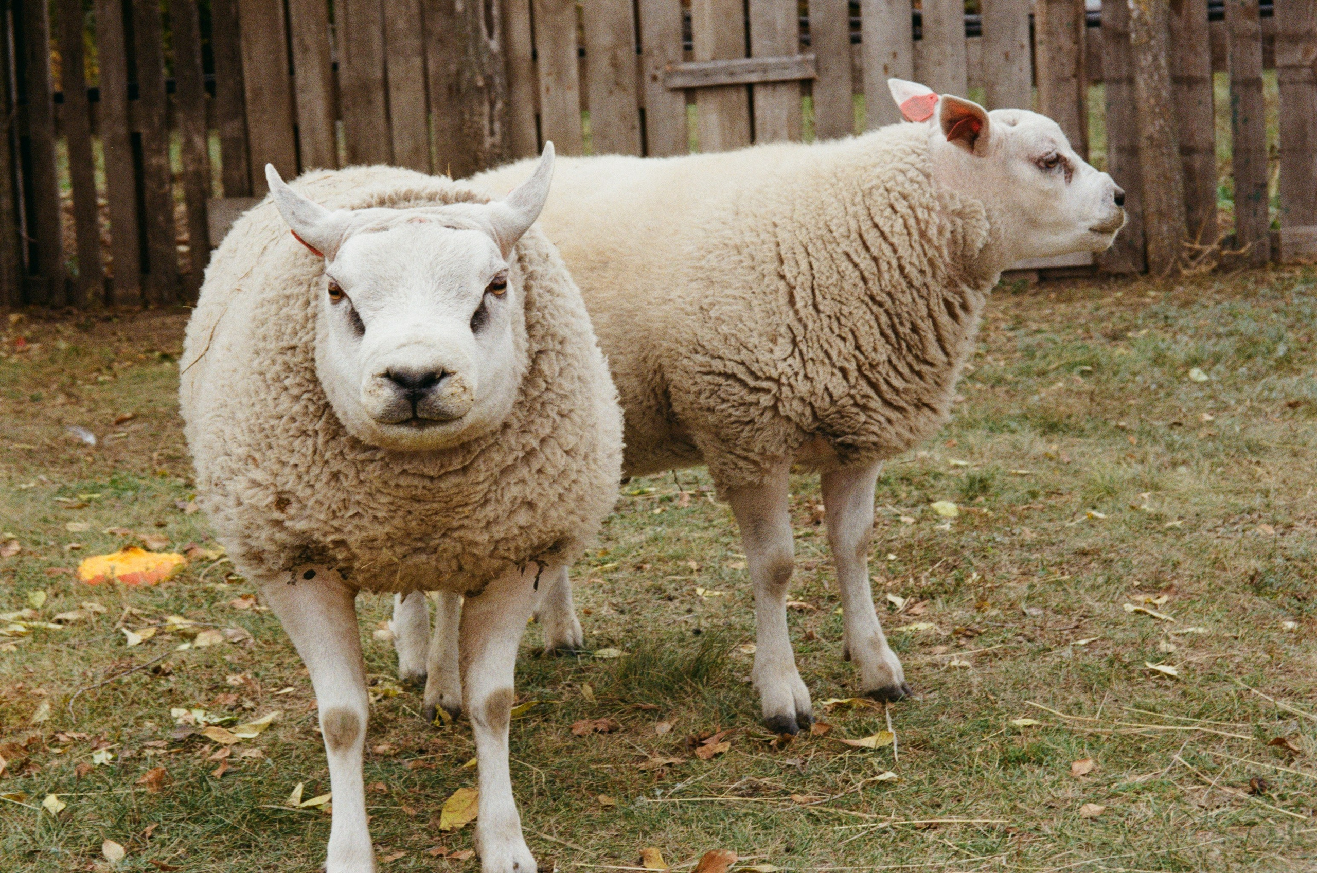 Пленочная фотография. ТАТИ | Татьяна Тихонова | фотограф | Тольятти Самара