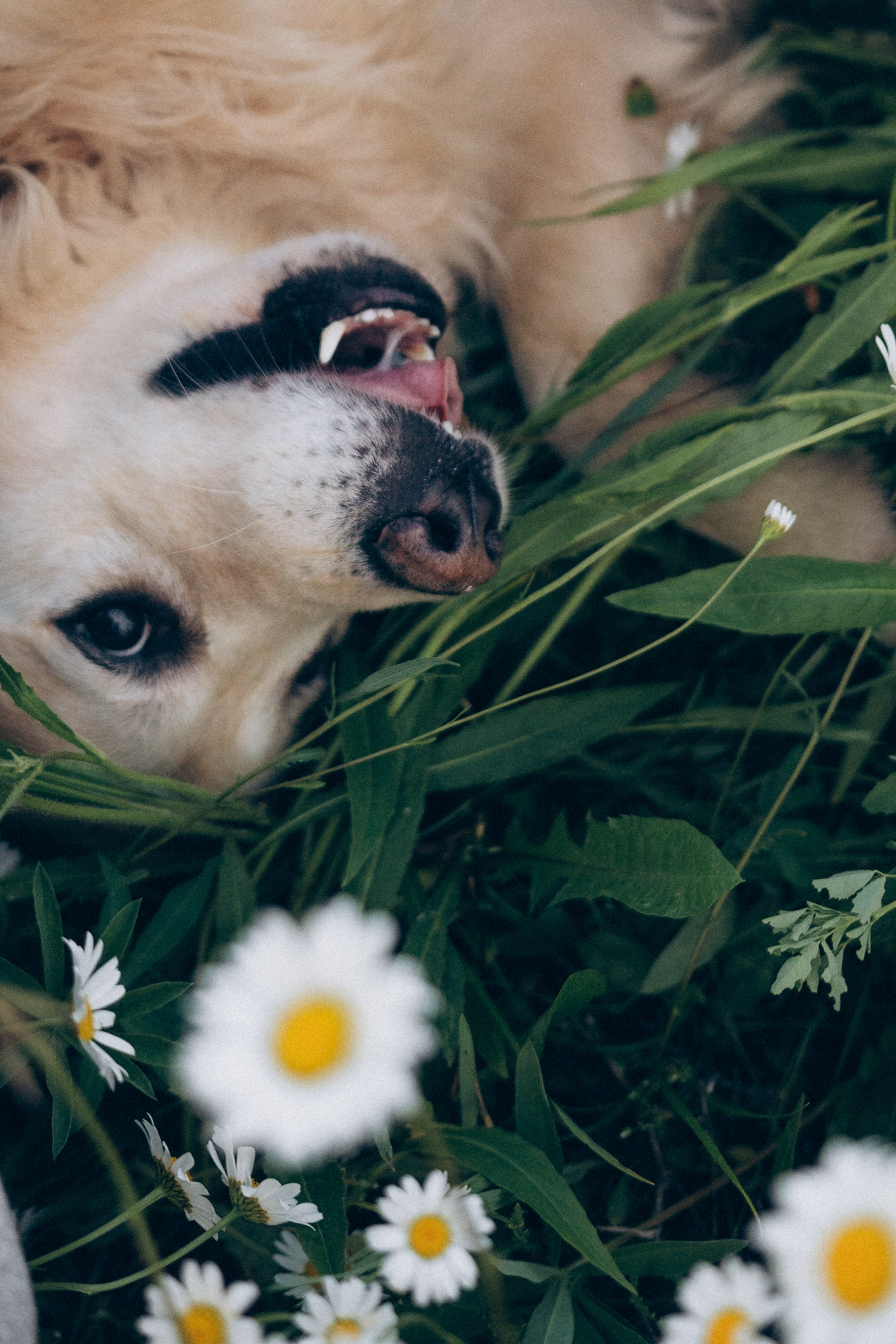 Кристина, Александр, Каролина, Владлен и Космос. Фотограф анималист в Москве и Санкт-Петербурге Свиридова Анна