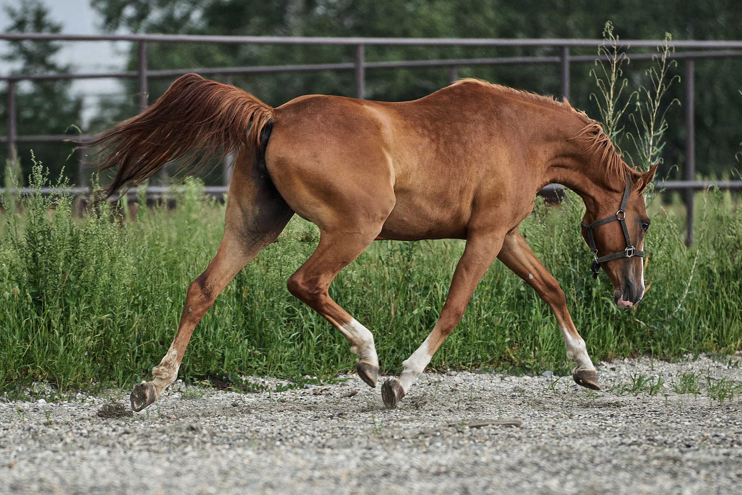 Сопрано Фуоко С (Парламент — Сабина). Главная