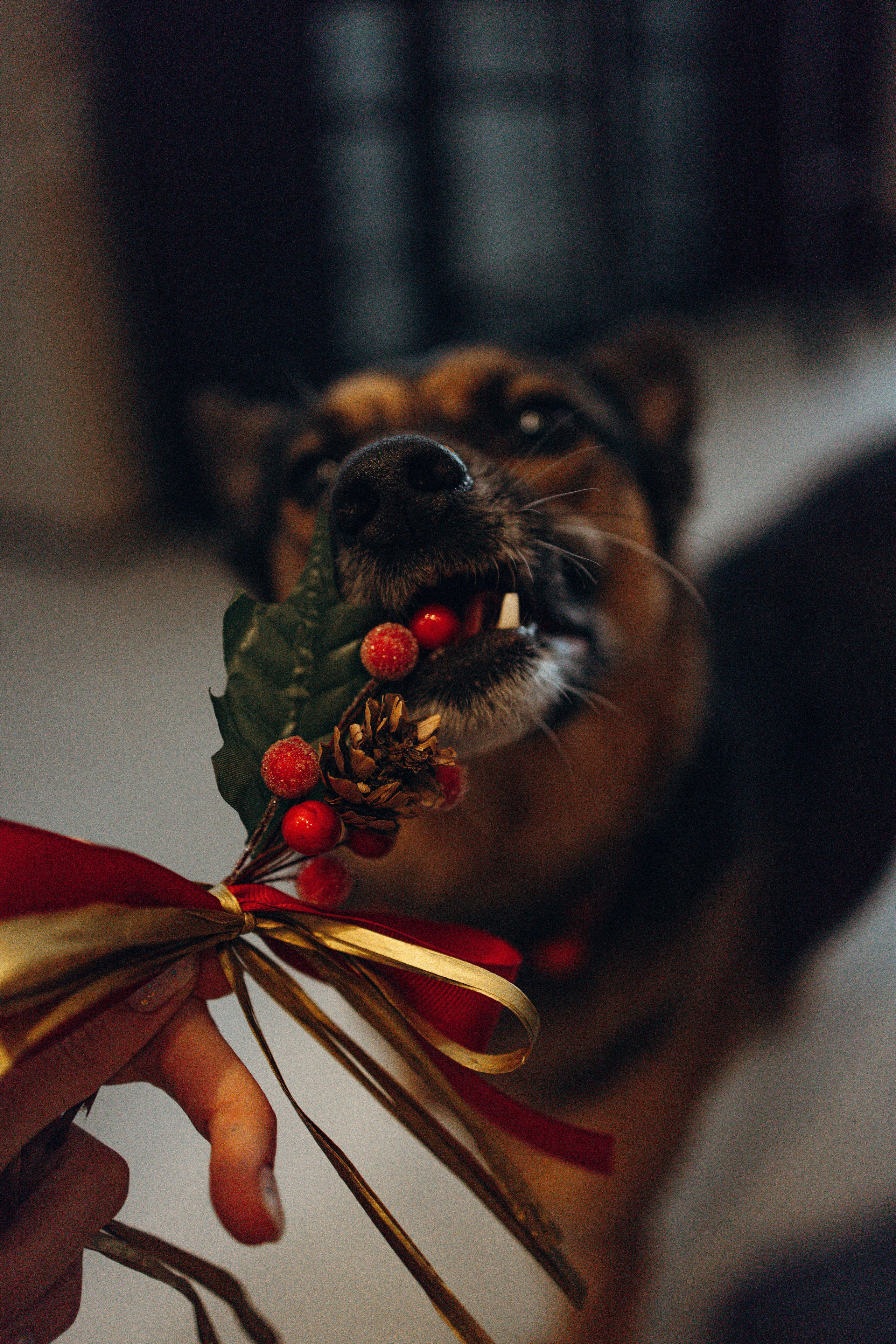 Ника, Матиша и Герда. Фотограф-анималист в Москве Лера Черноног