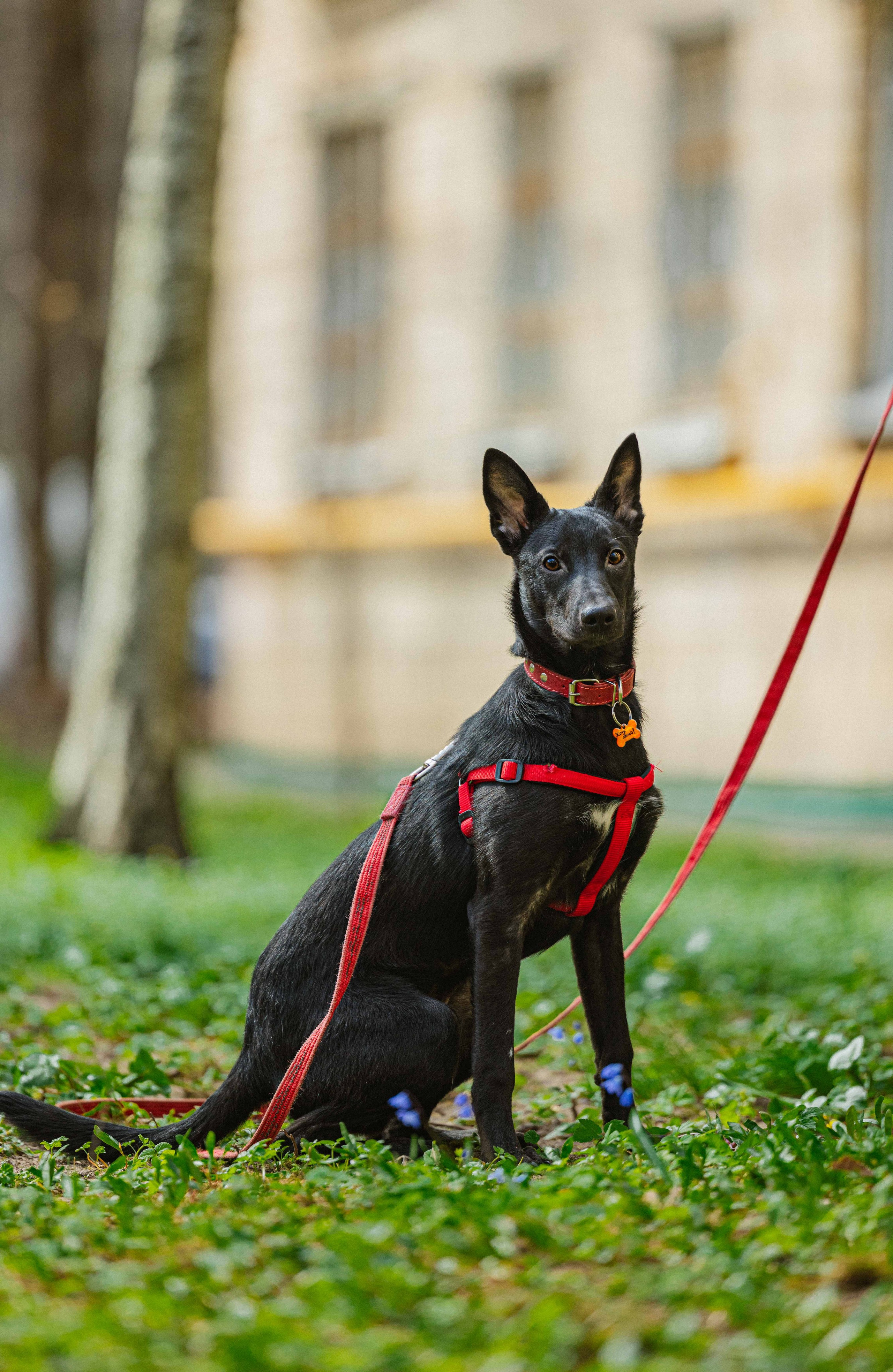 Булька. Фотограф-анималист в Москве Лера Черноног