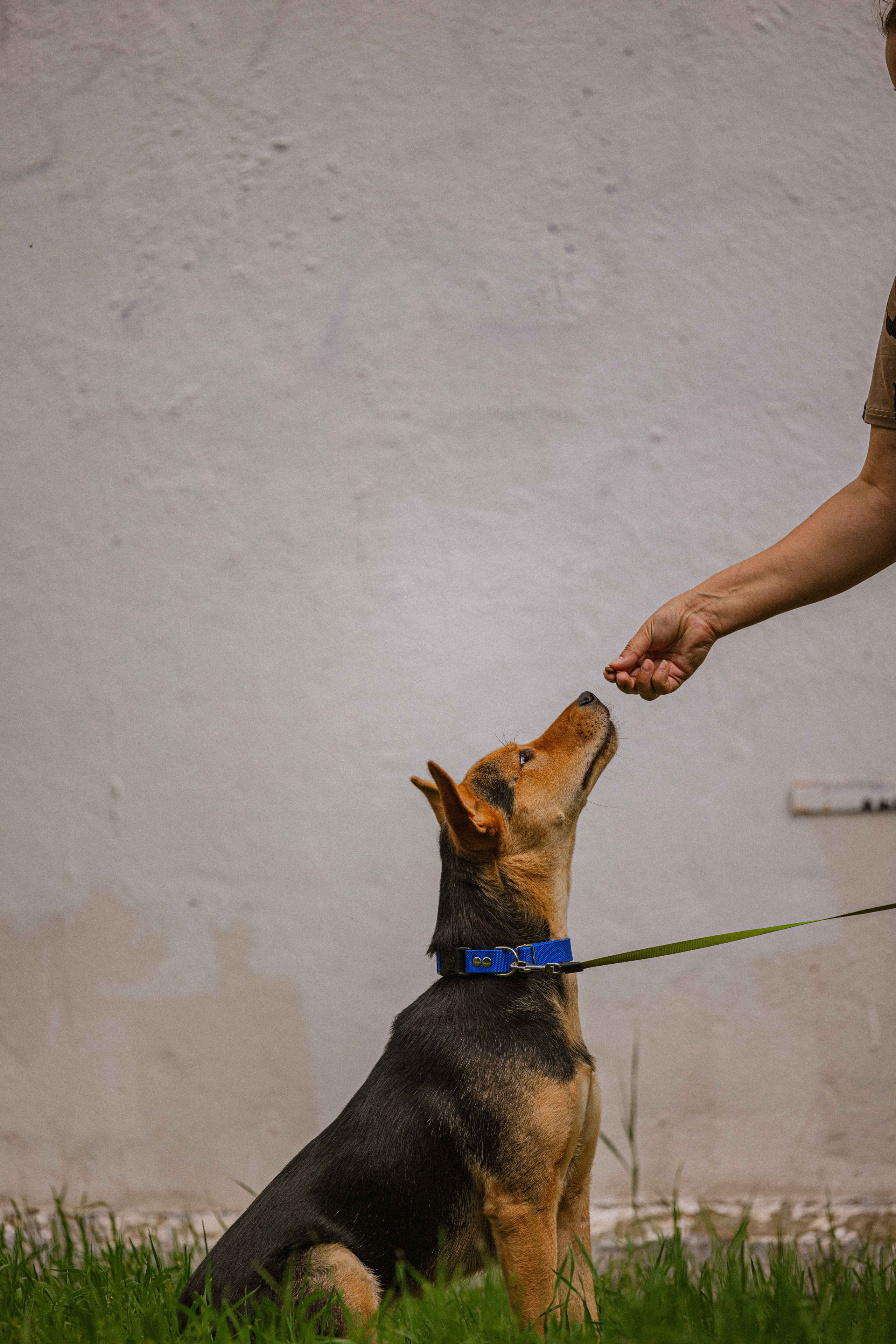 Джеки. Фотограф-анималист в Москве Лера Черноног