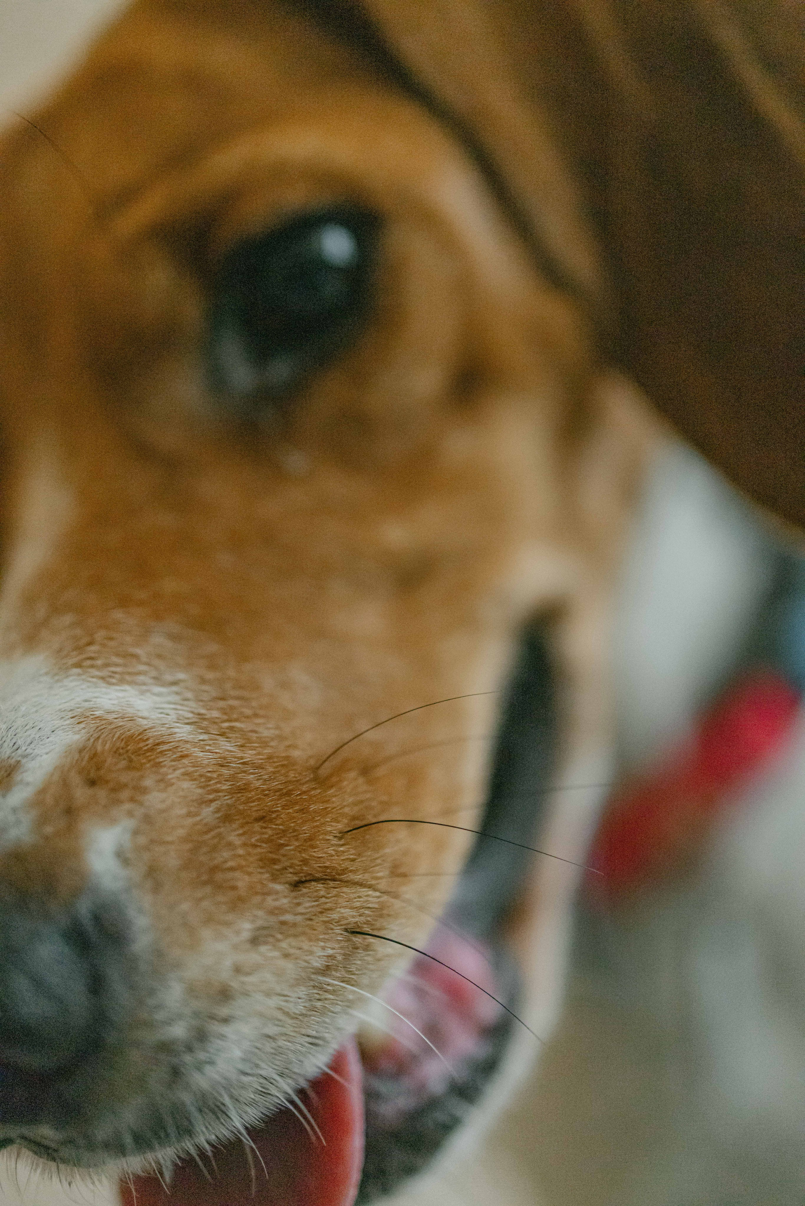 Света и Ива. Фотограф-анималист в Москве Лера Черноног