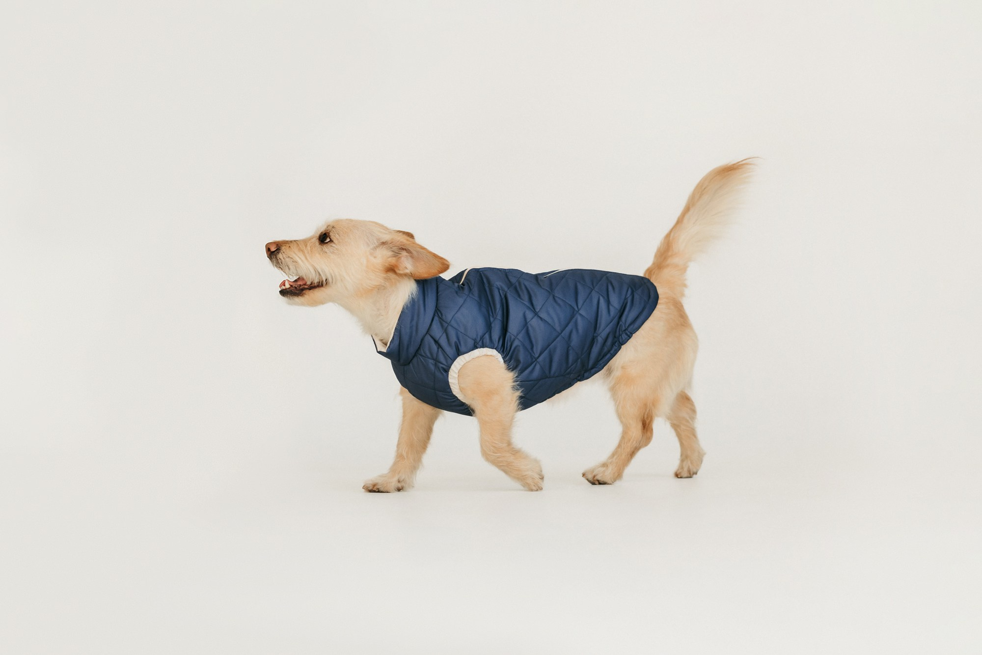 Одежда Lapa`s brand. Фотограф-анималист Елена Радченко, Москва