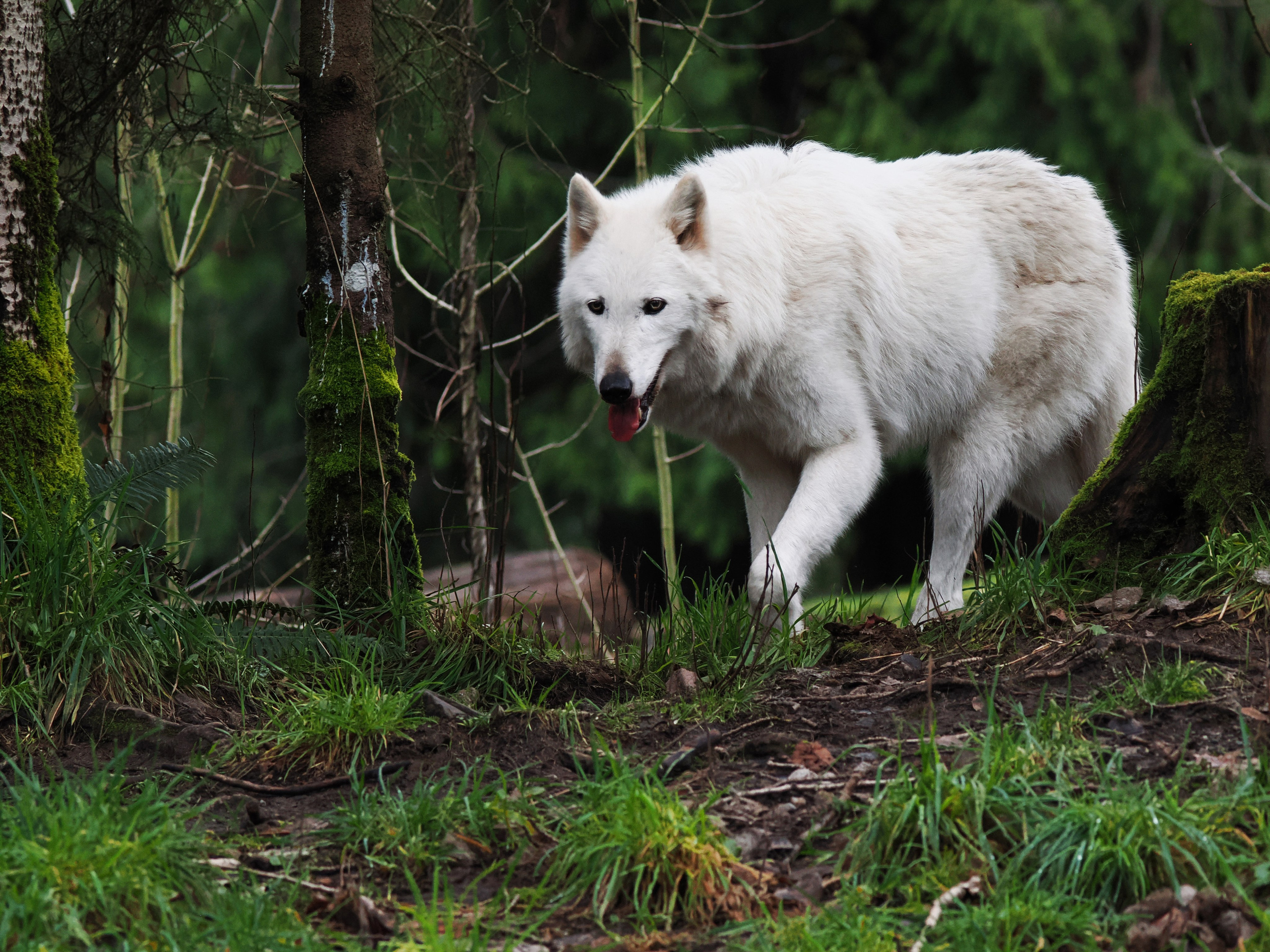 Коммерческая цветокоррекция