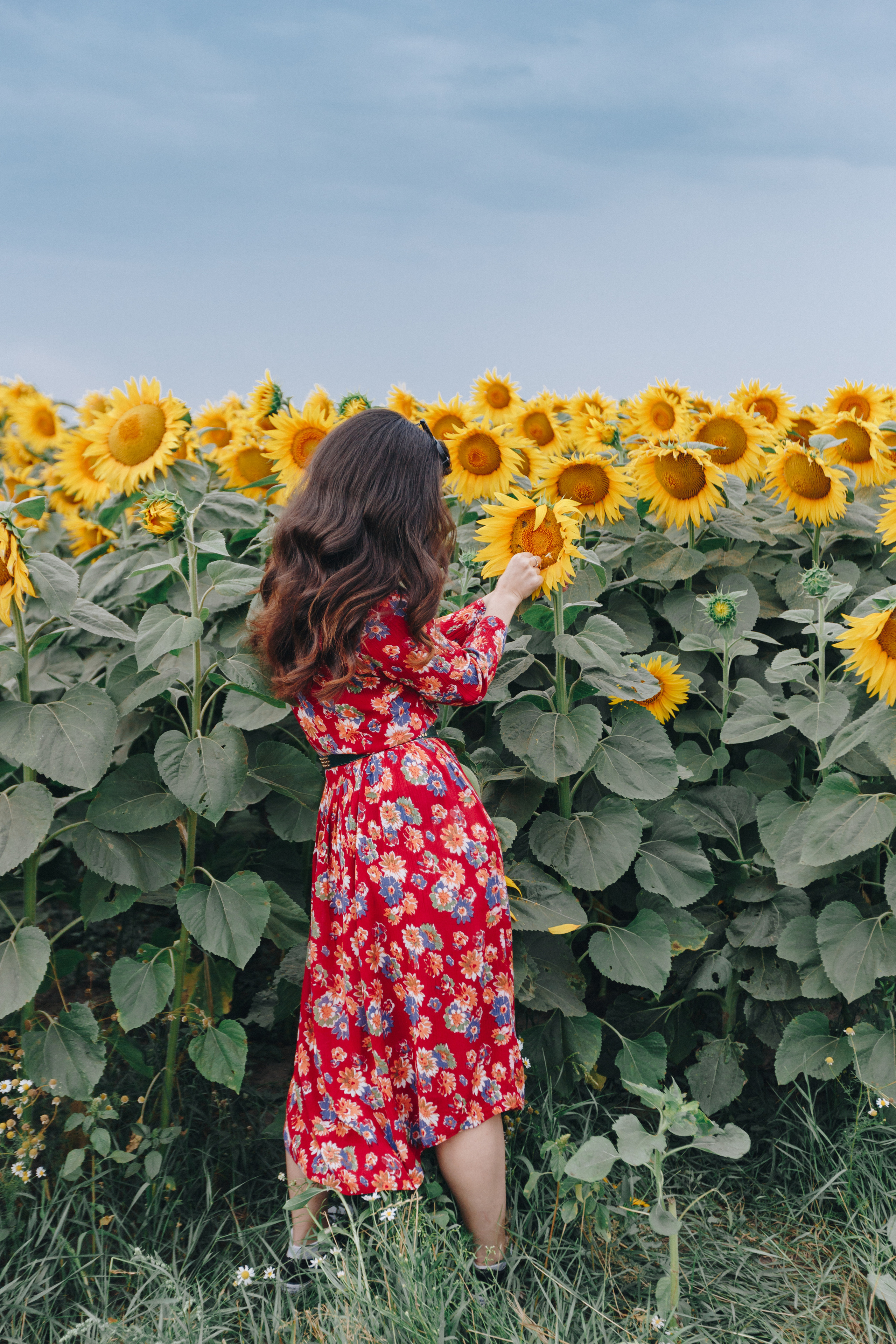 Подсолнухи. Свадебный семейный фотограф и видеограф Гомель Минск Беларусь Европа