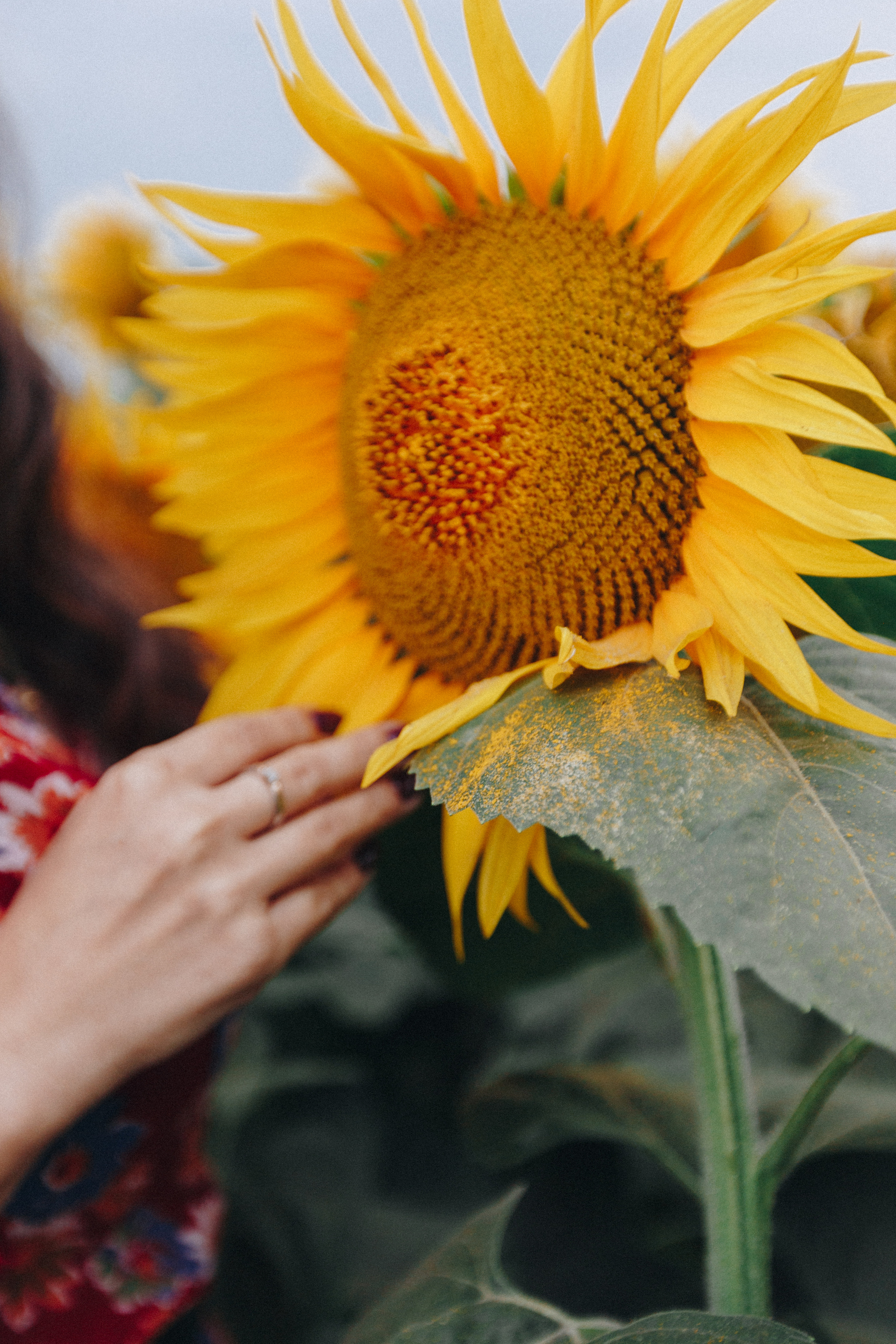 Подсолнухи. Свадебный семейный фотограф и видеограф Гомель Минск Беларусь Европа