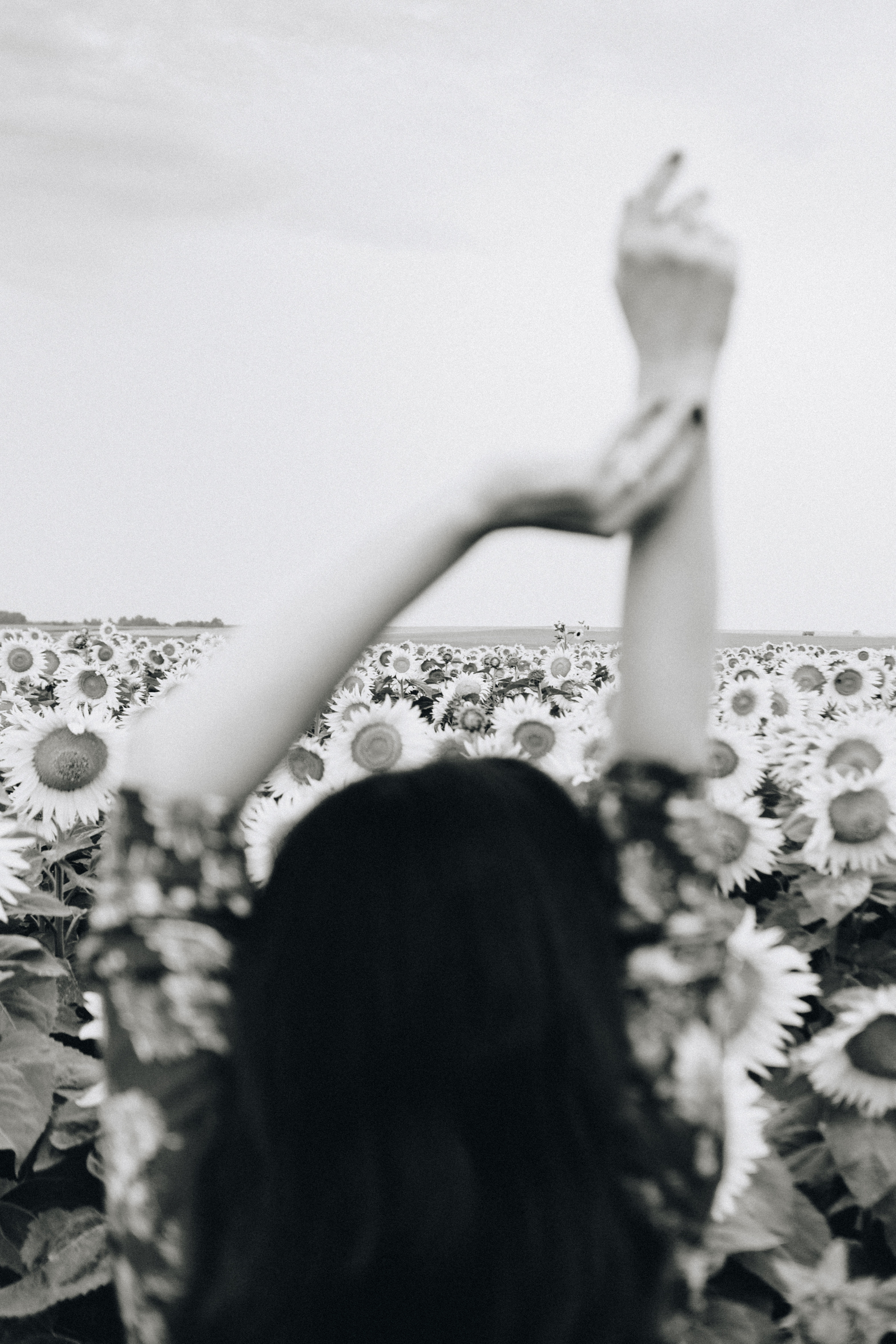Подсолнухи. Свадебный семейный фотограф и видеограф Гомель Минск Беларусь Европа