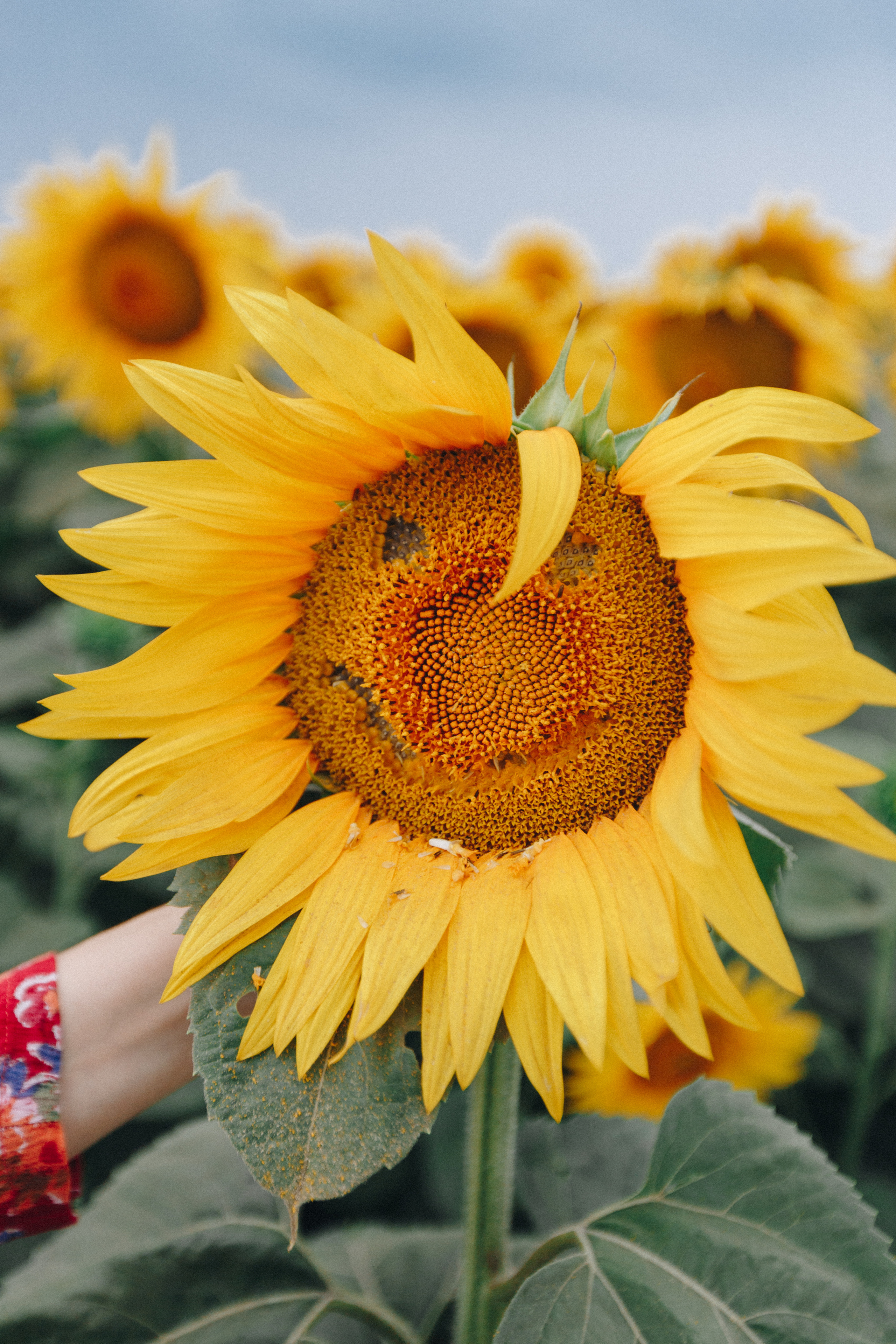 Подсолнухи. Свадебный семейный фотограф и видеограф Гомель Минск Беларусь Европа