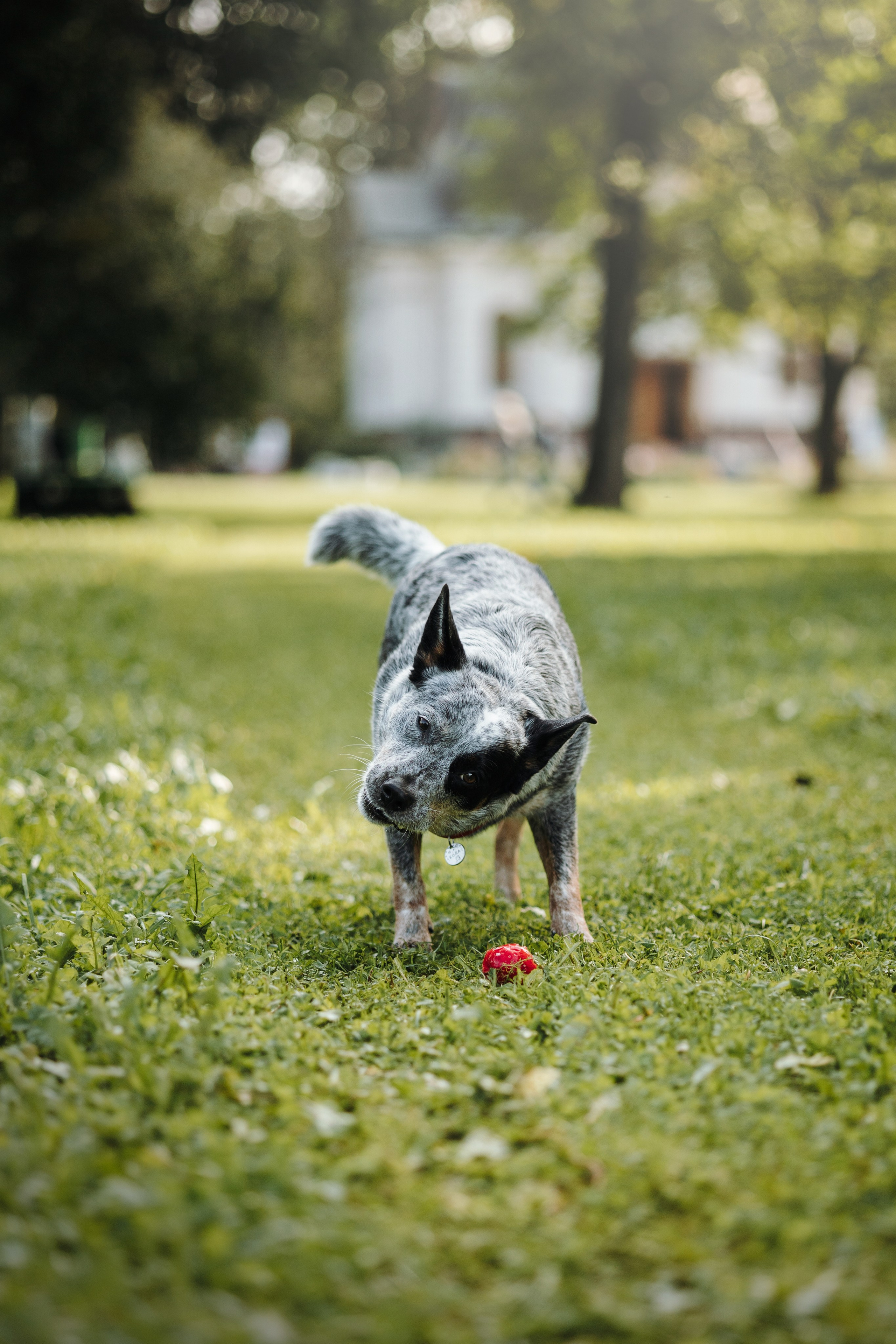 Кода и ее семья. Фотограф — Анималист | Санкт-Петербург