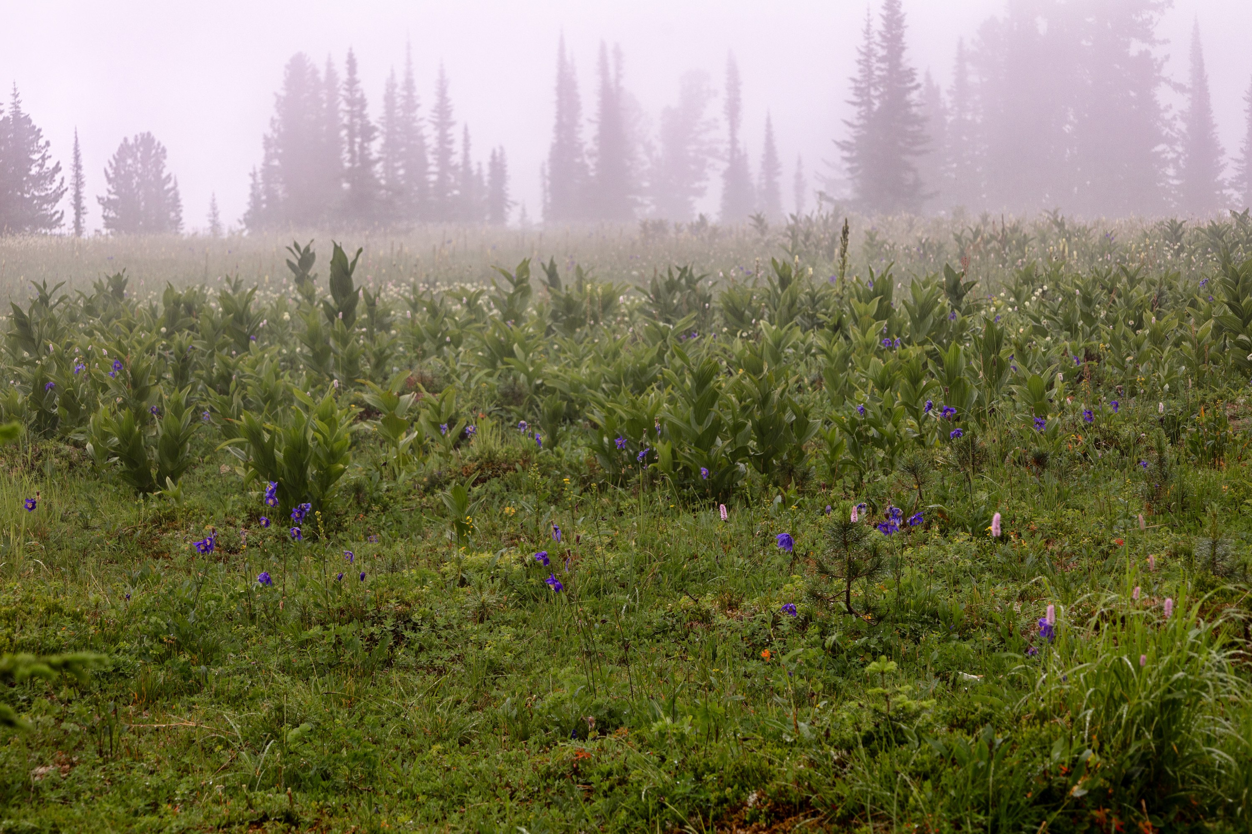 Ергаки. Семейный и детский фотограф в Красноярске, Дивногорцева Светлана
