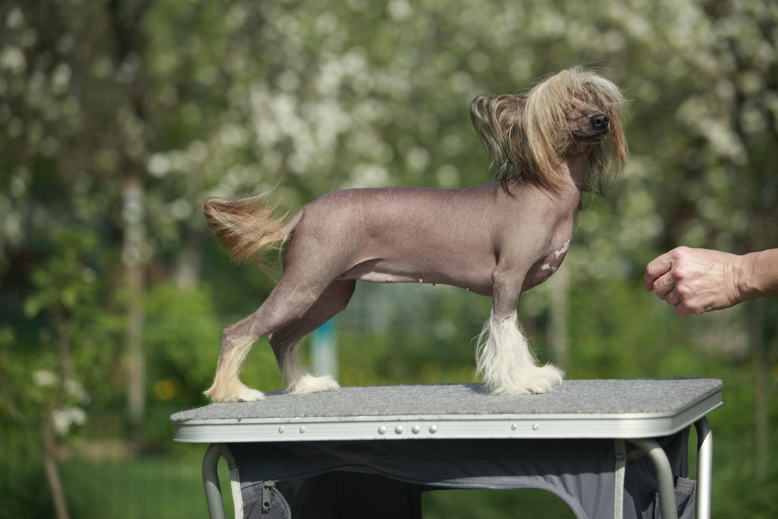 Фотосессия в Show Galaktika. Питомник китайских хохлатых собак Poale Ell: купить щенка в питомнике