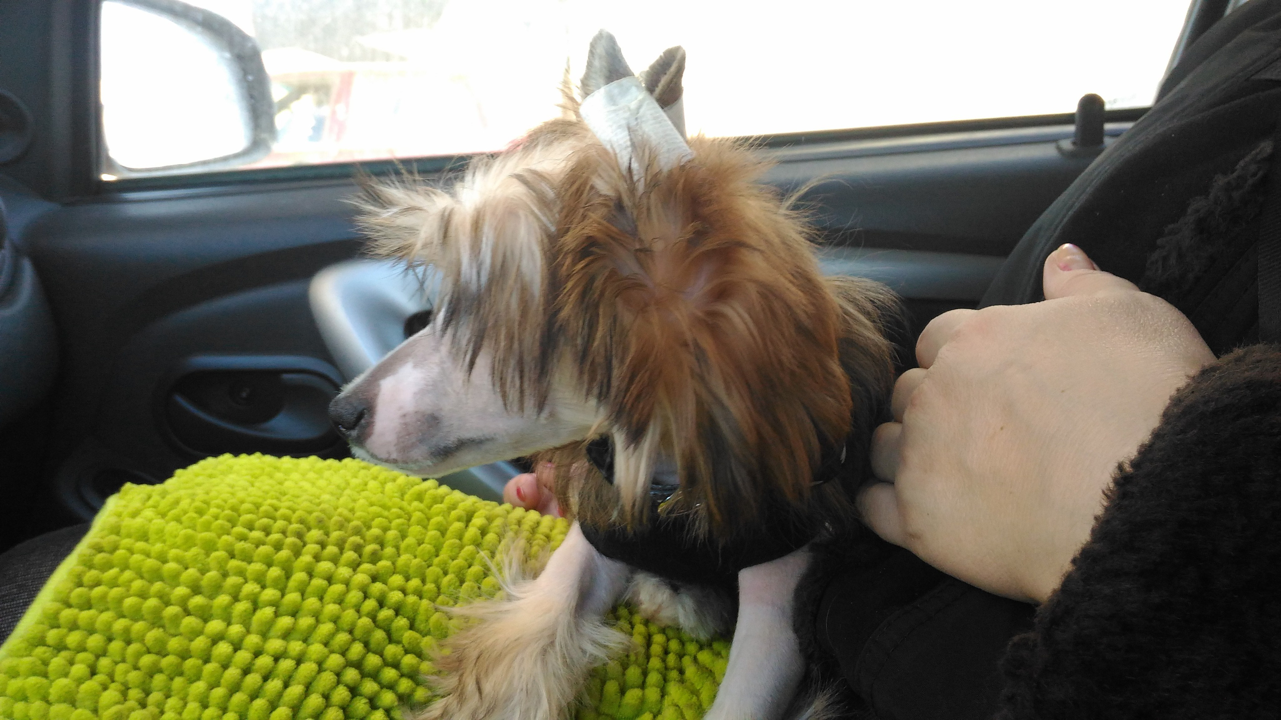 Lux, a new member of the family. Poale Ell Chinese Crested Dog Kennel: Buy a puppy from the kennel
