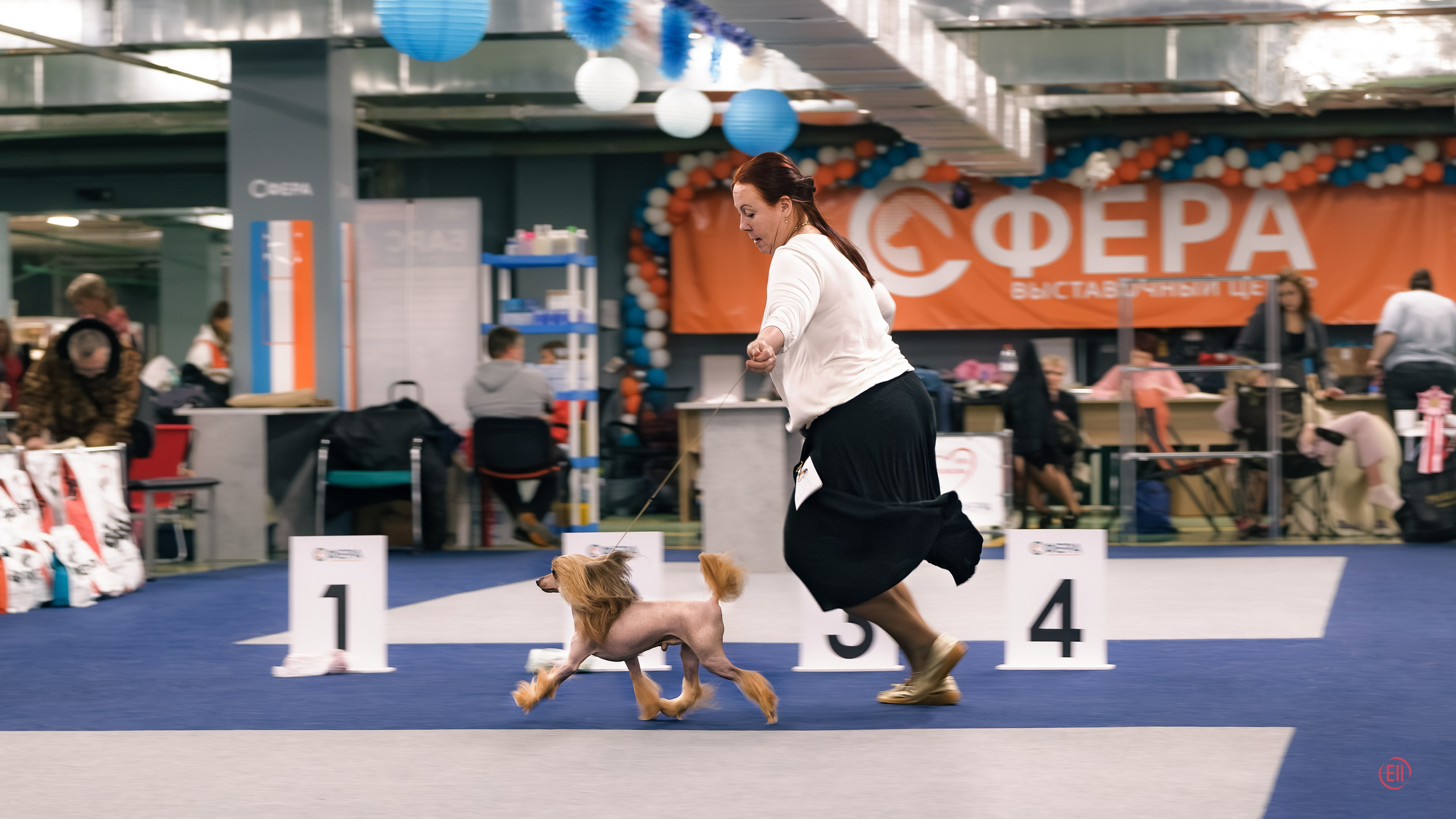 We have completed the 2023 exhibition season. Chinese Crested Dog Kennel Poale Ell