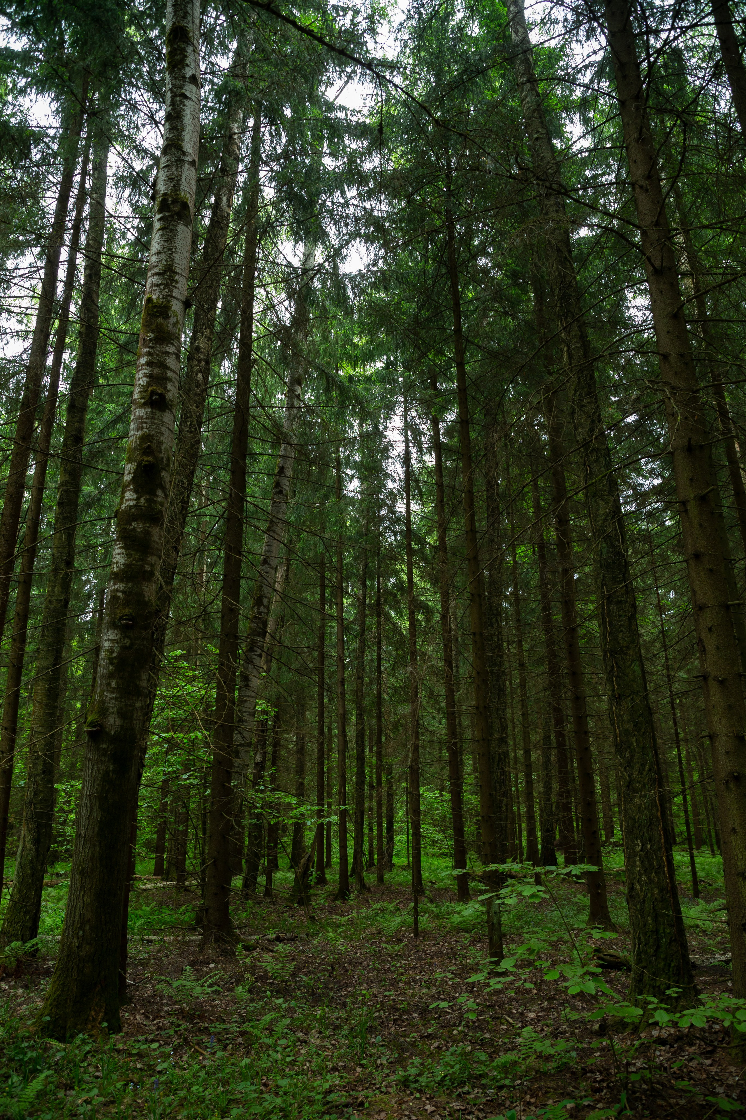 Военно-Патриотический Форум «Альфовец» Сила, знания, традиции-. Фотостудия в Москве LUXARTPHOTO