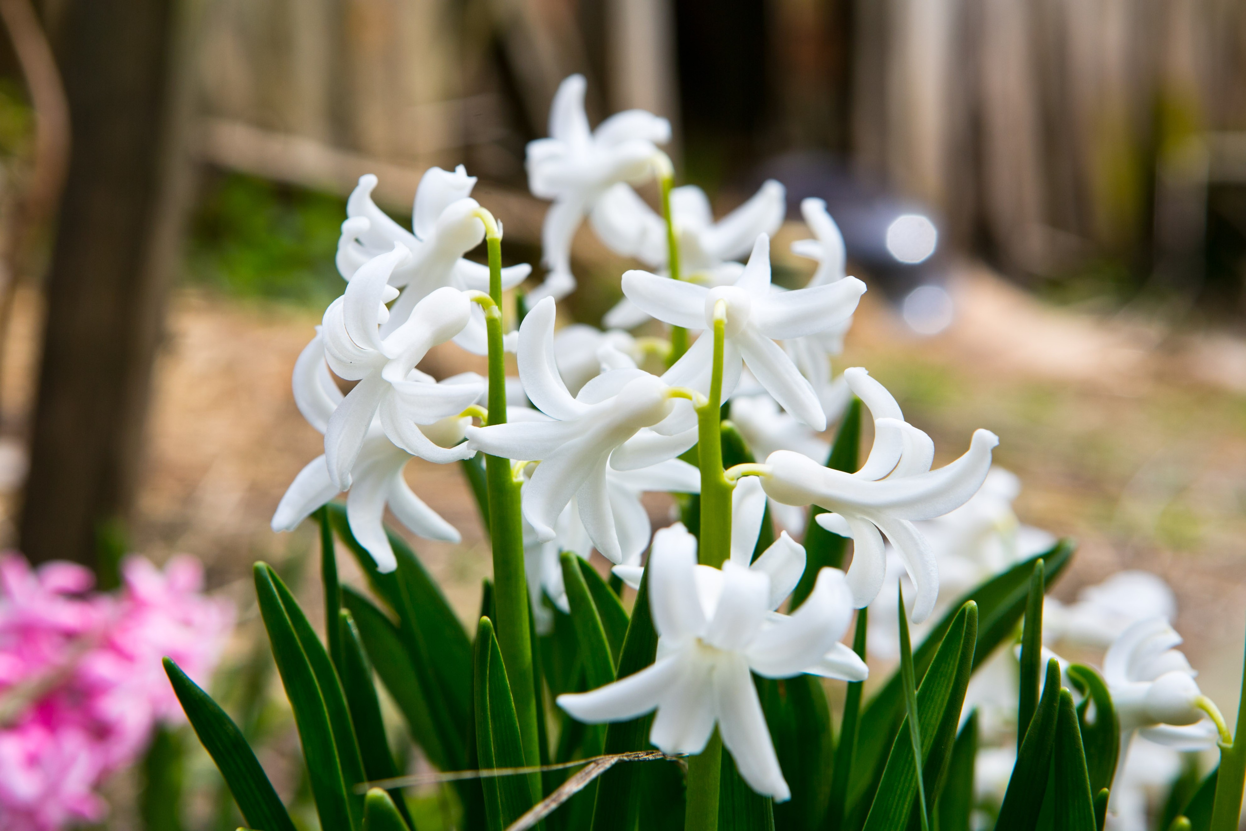 Деревенская еда «Домашние лакомста». Фотограф Красная Поляна — Сочи — Москва