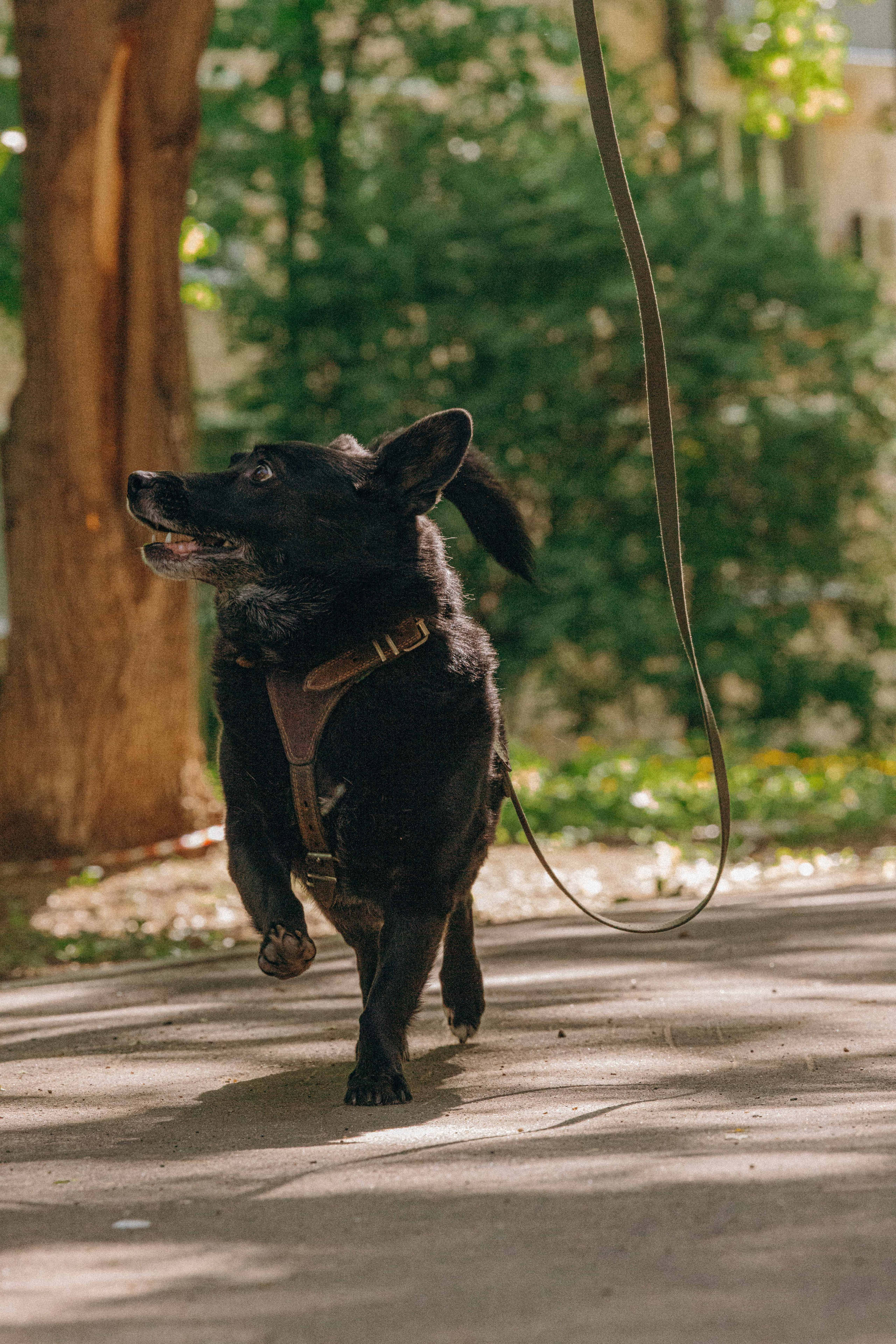 Наталья, Марфа и Норд. Фотограф-анималист в Москве Лера Черноног