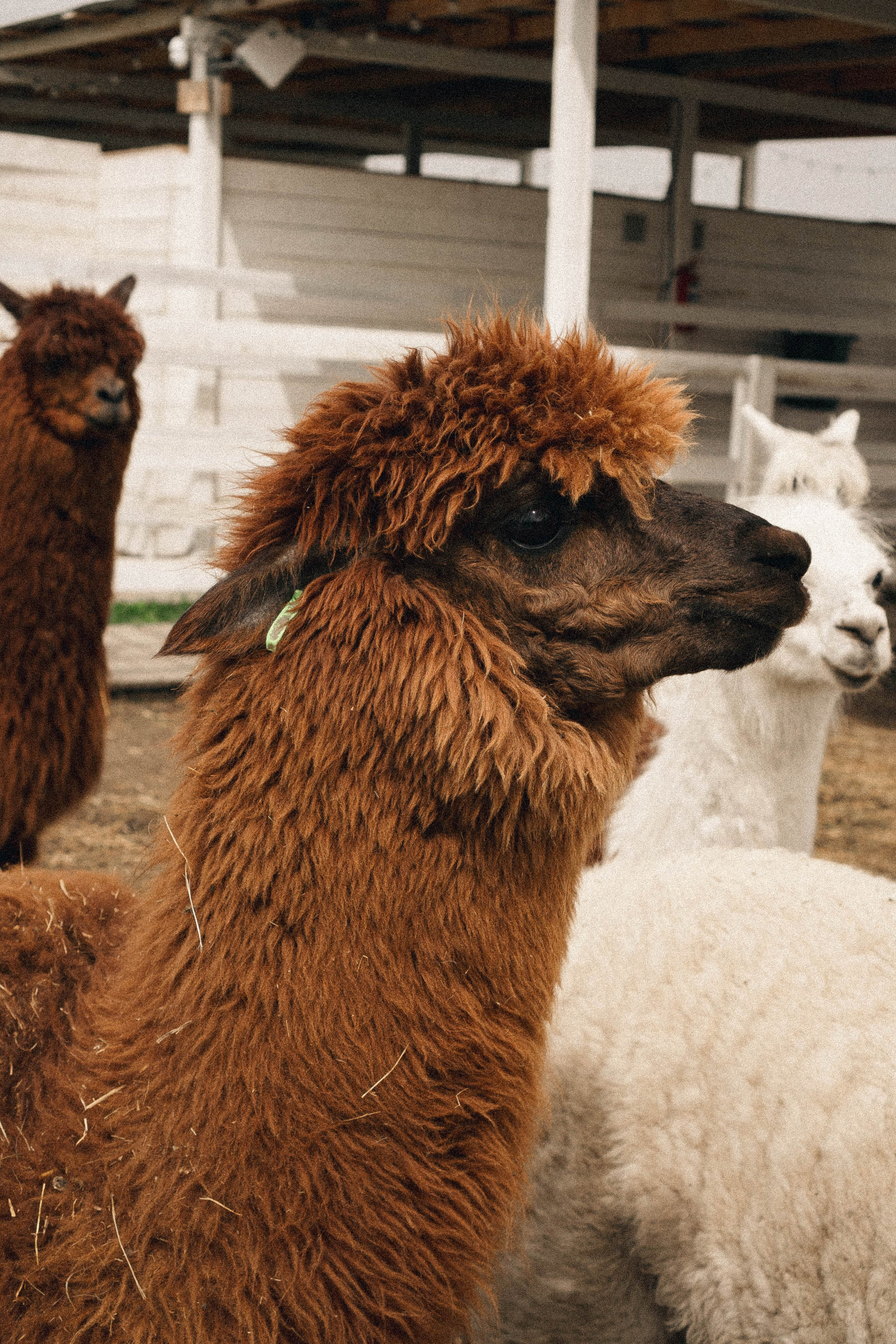 Ферма Альпак. Профессиональный фотограф, Санкт-Петербург — Виктория Богомолова