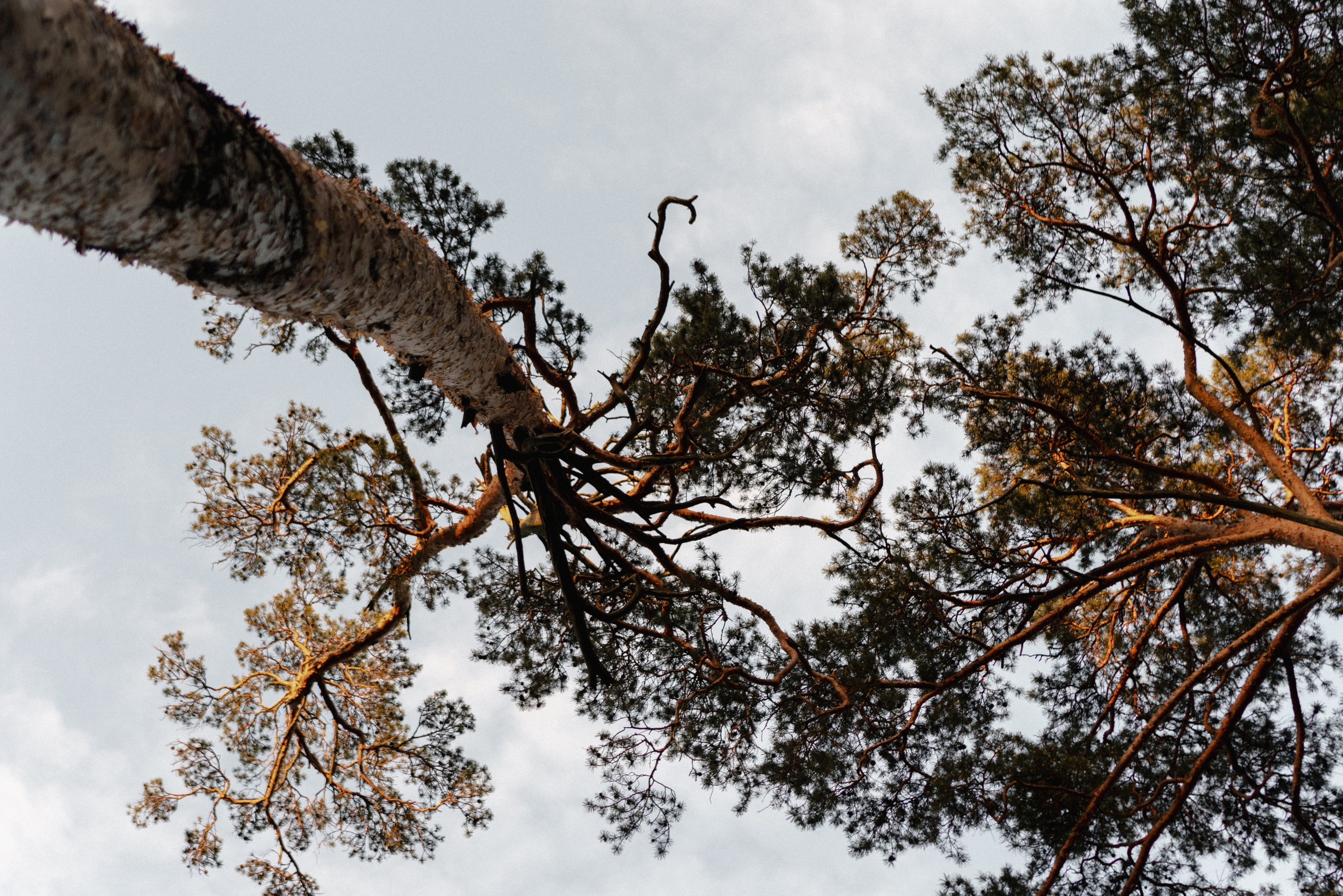 Сладкий май. Фотограф Анна Кобазева, Москва