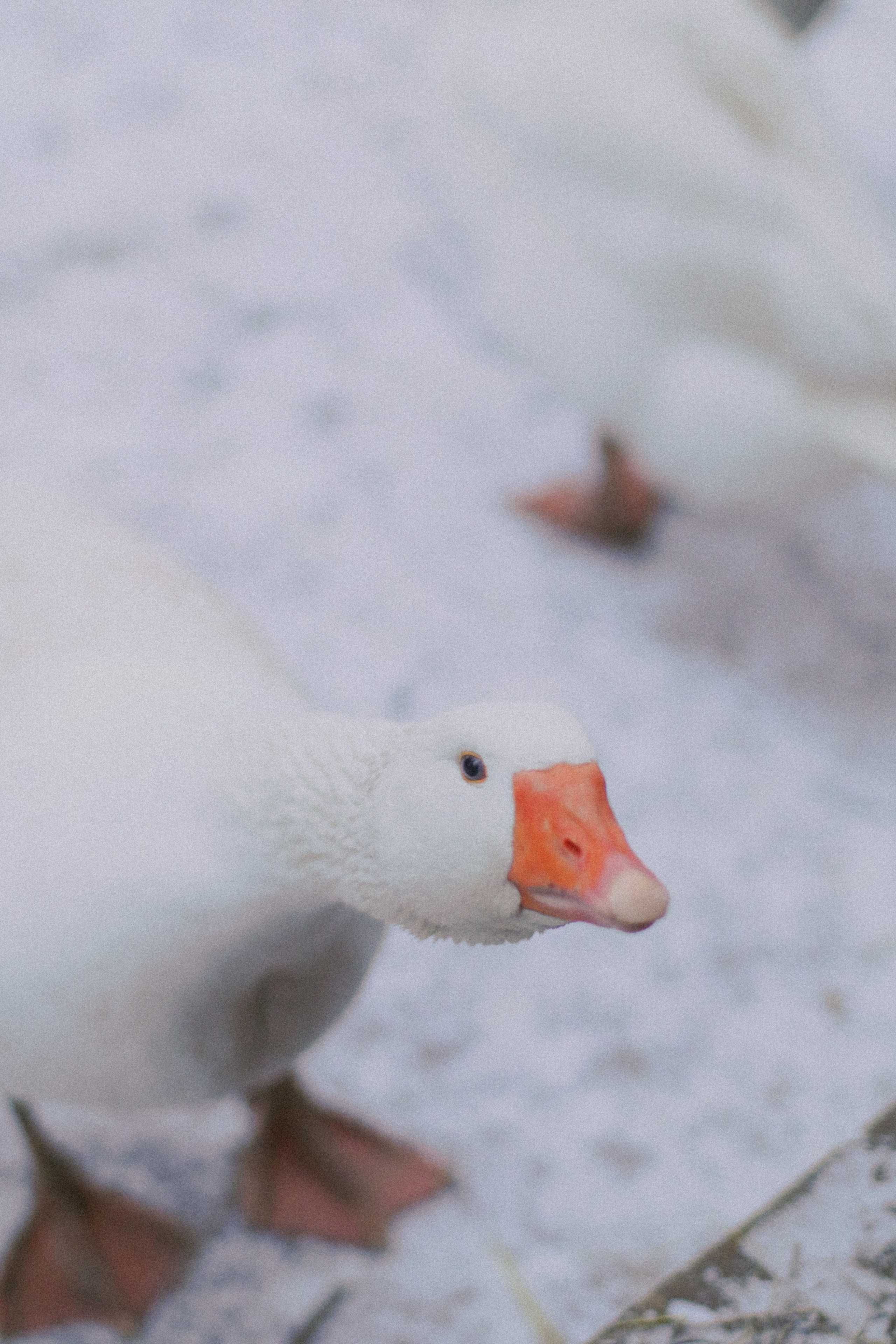 Пара зимой. Фотограф и видеограф Анастасия Витюкова | Екатеринбург