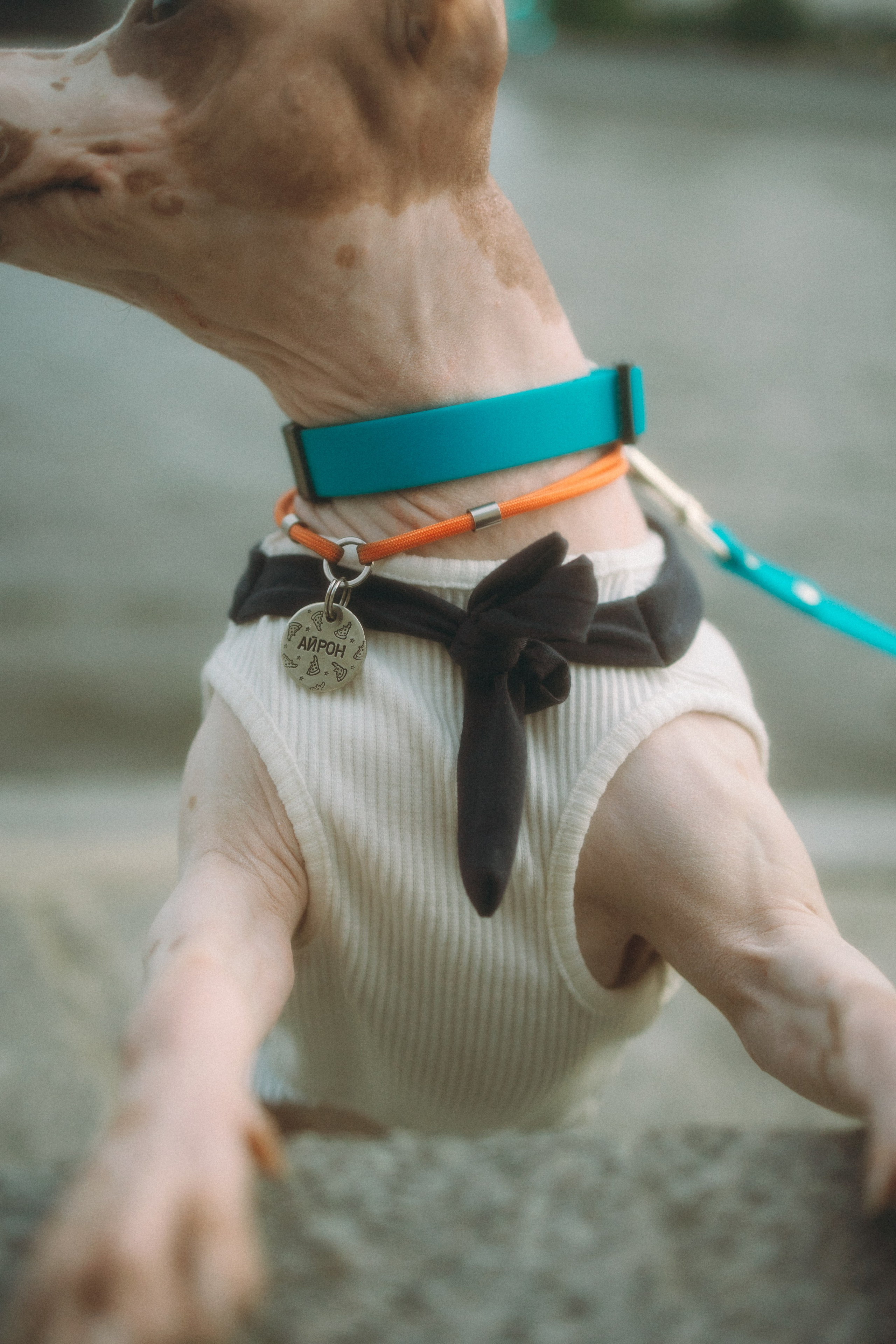 Глаша, Айрон, Ксюша и Оля. Фотограф анималист Анастасия Пикей