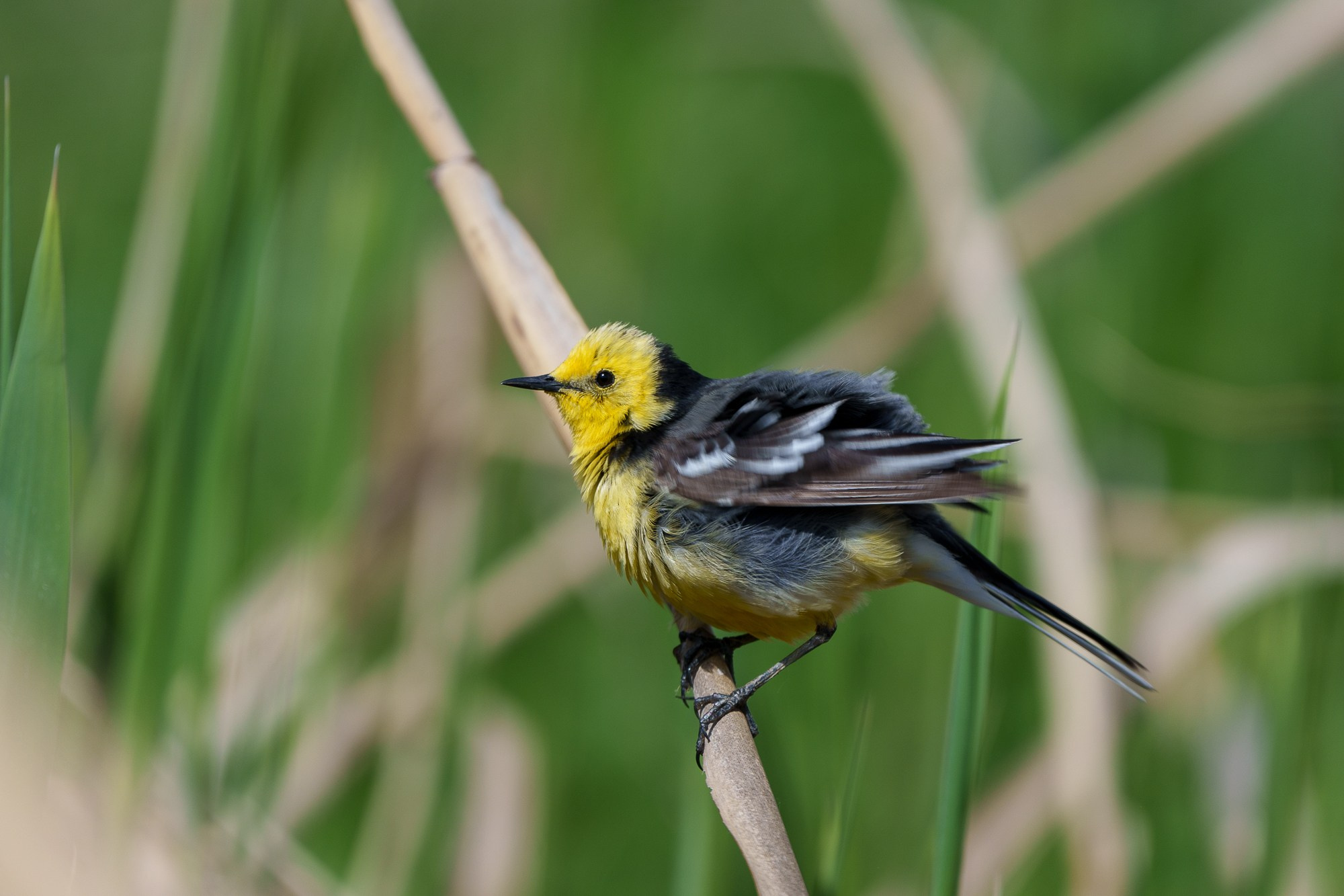 Удивительные мир птиц. Вокруг нас столько прекрасного — присмотритесь!. Ваш личный фотограф Марина Волкова